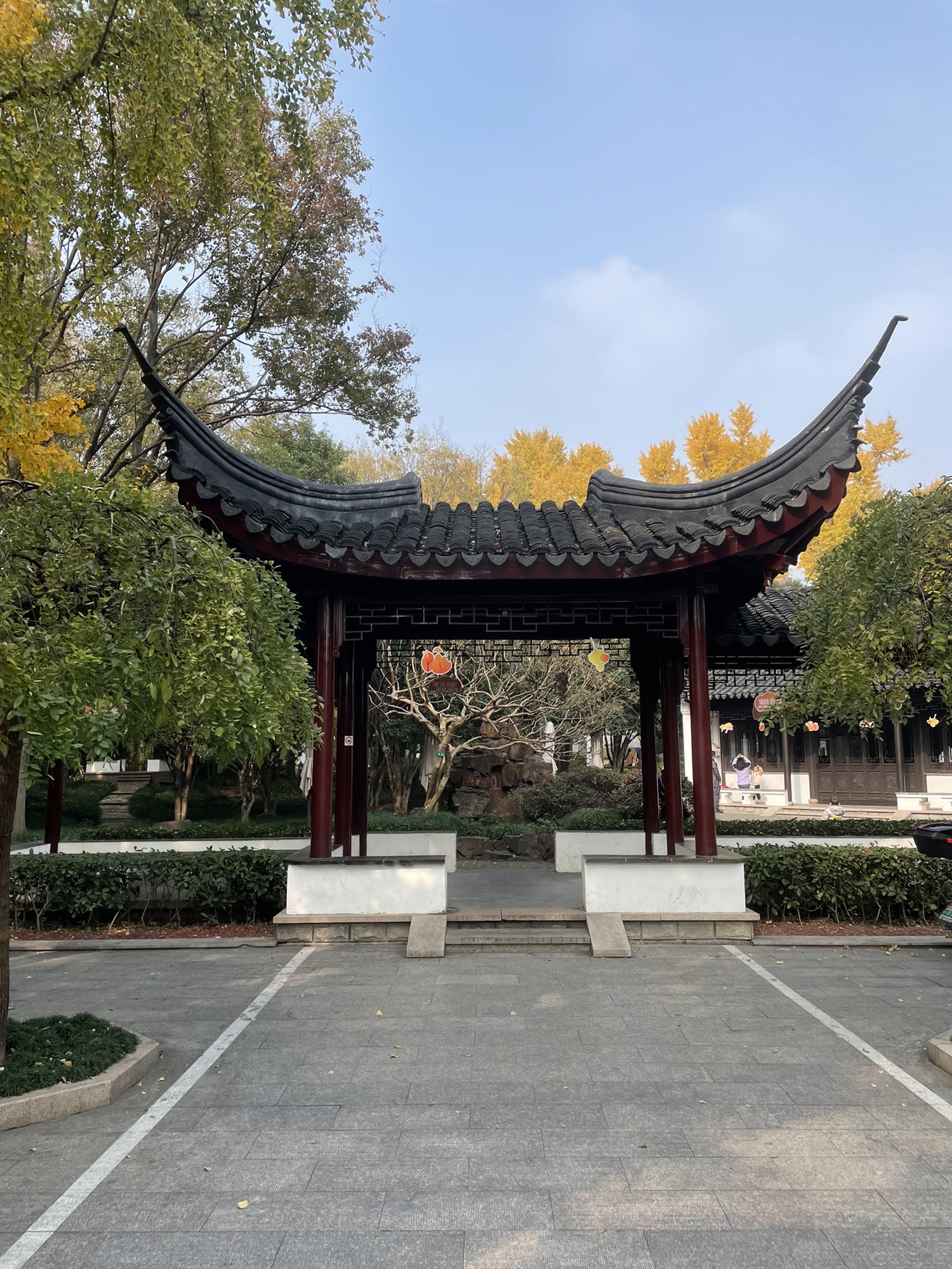小河口银杏园旅行图片 3
