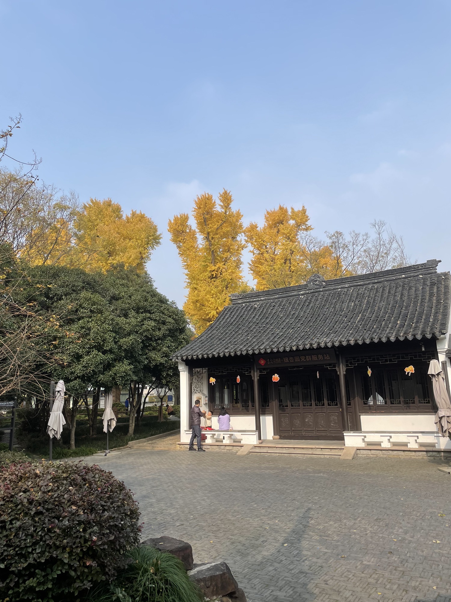 小河口银杏园旅行图片 2
