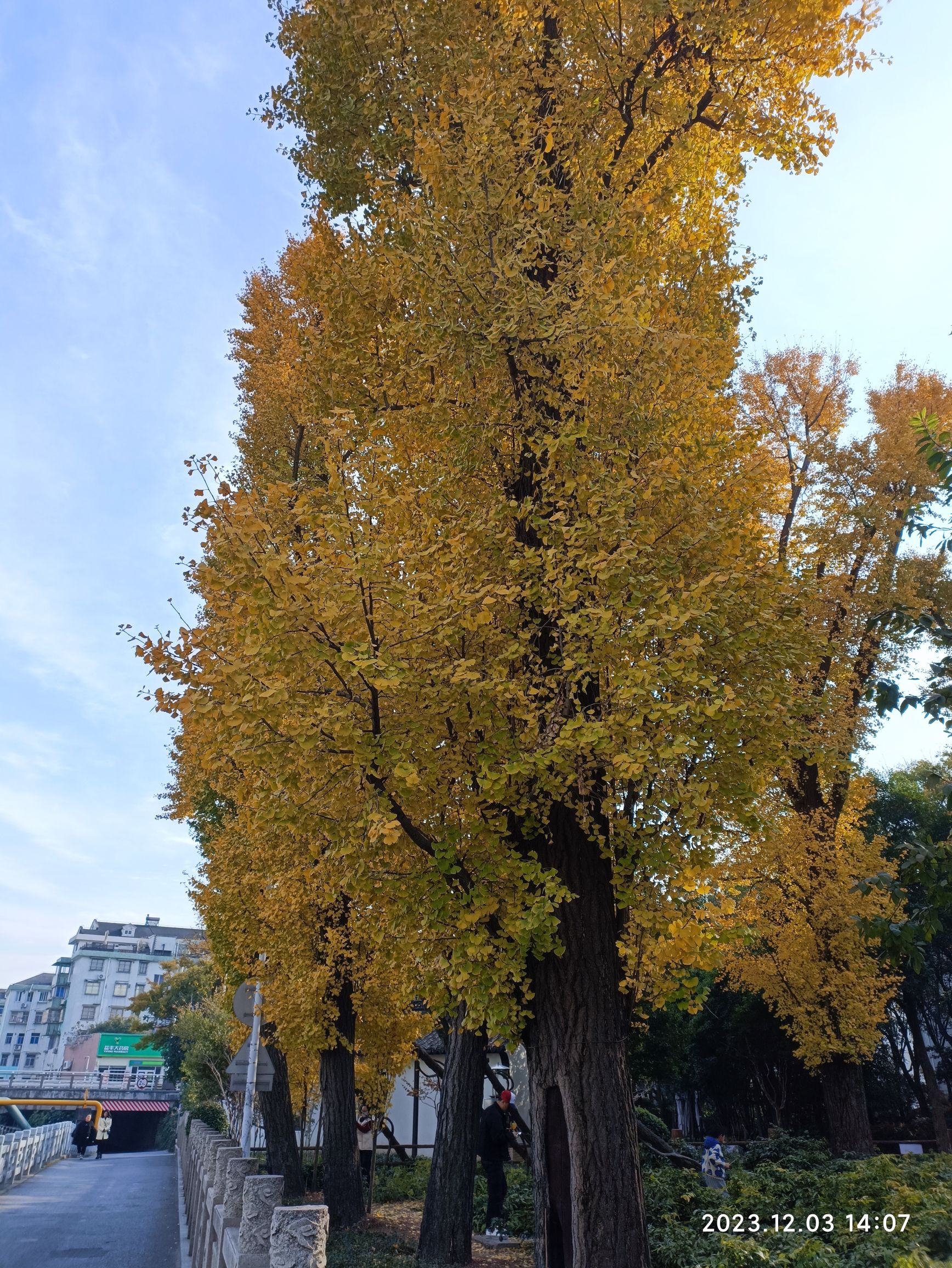 小河口银杏园旅行图片 2