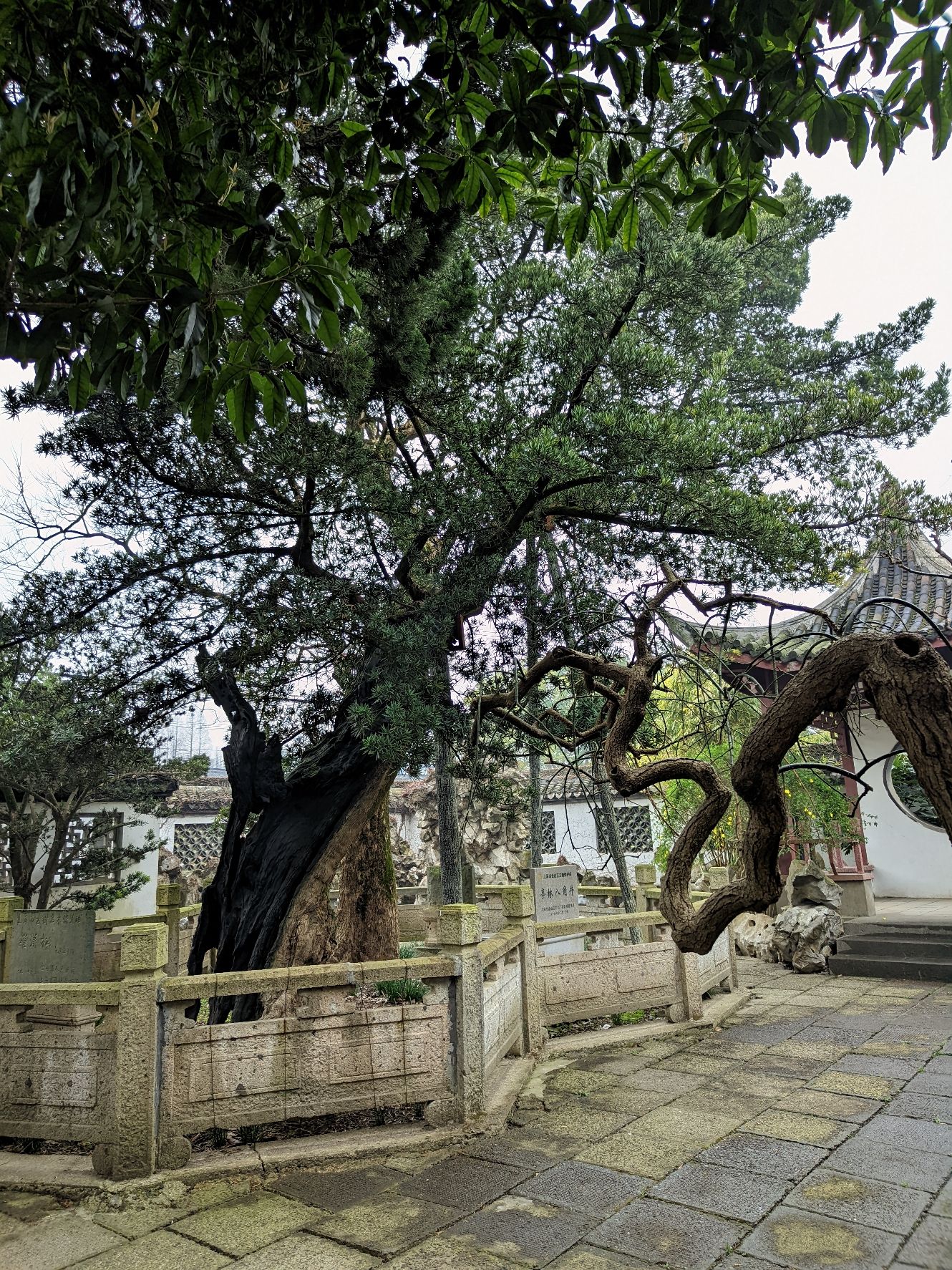 古松园旅行图片 2