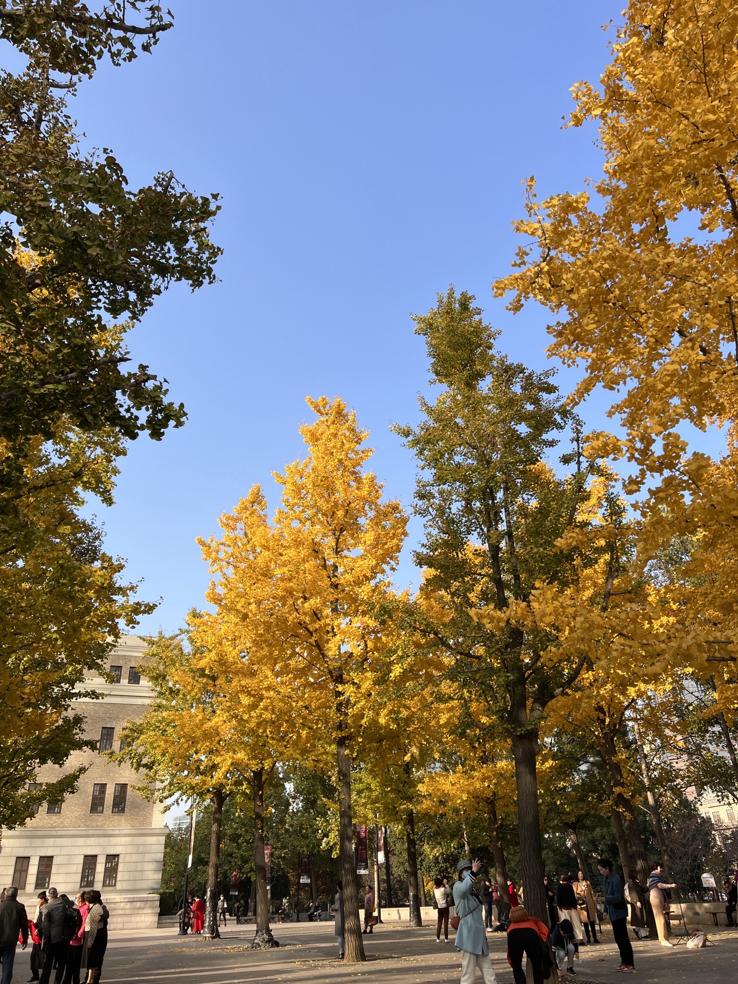 黄浦银杏广场旅行图片 2