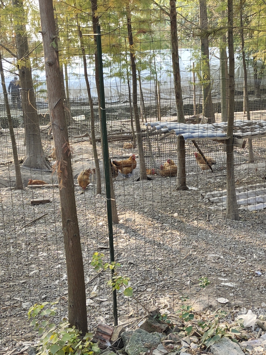 天鹅园旅行图片 3