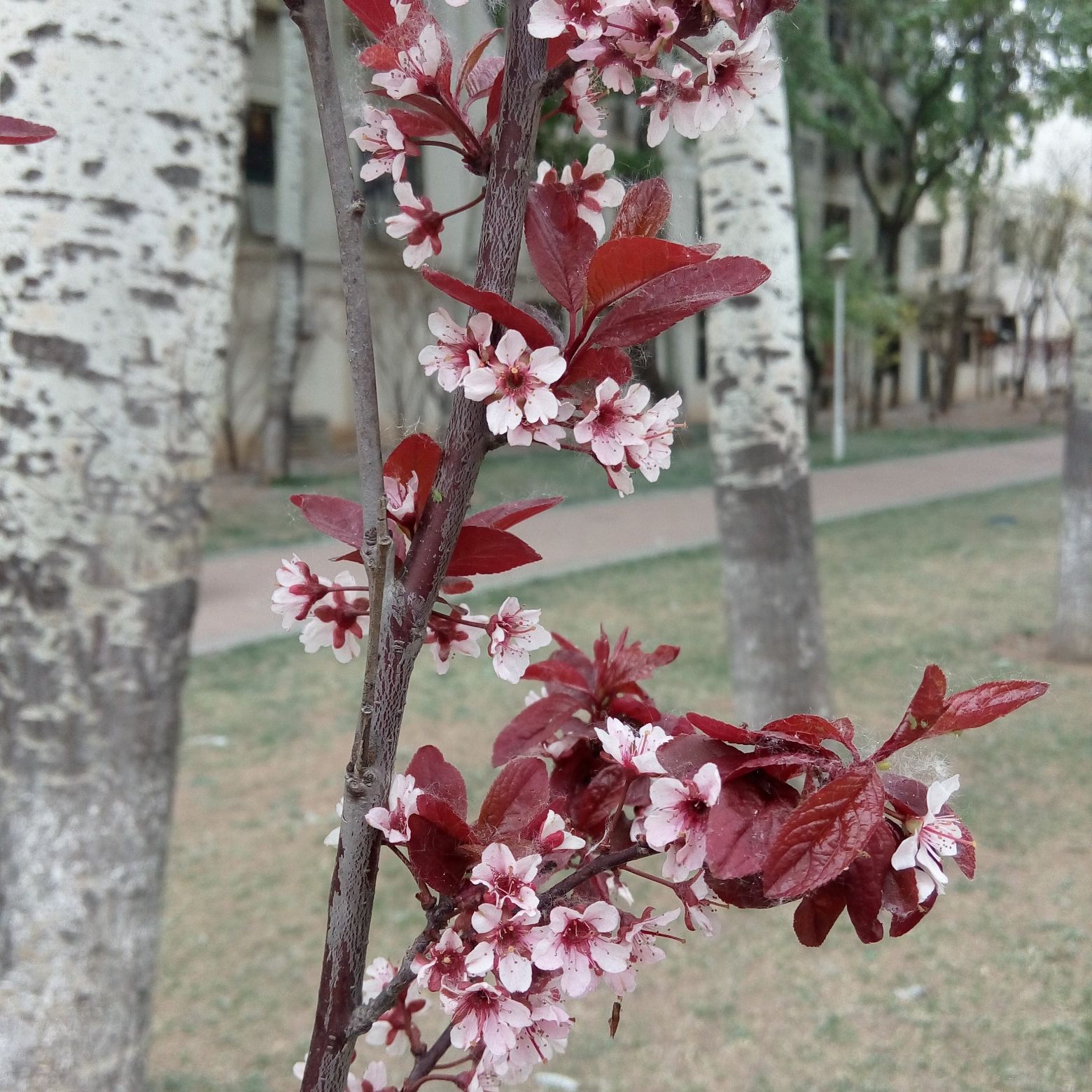 中山门公园旅行图片 1