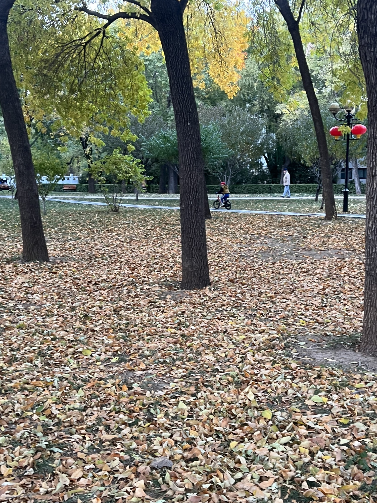 人民公园旅行图片 1