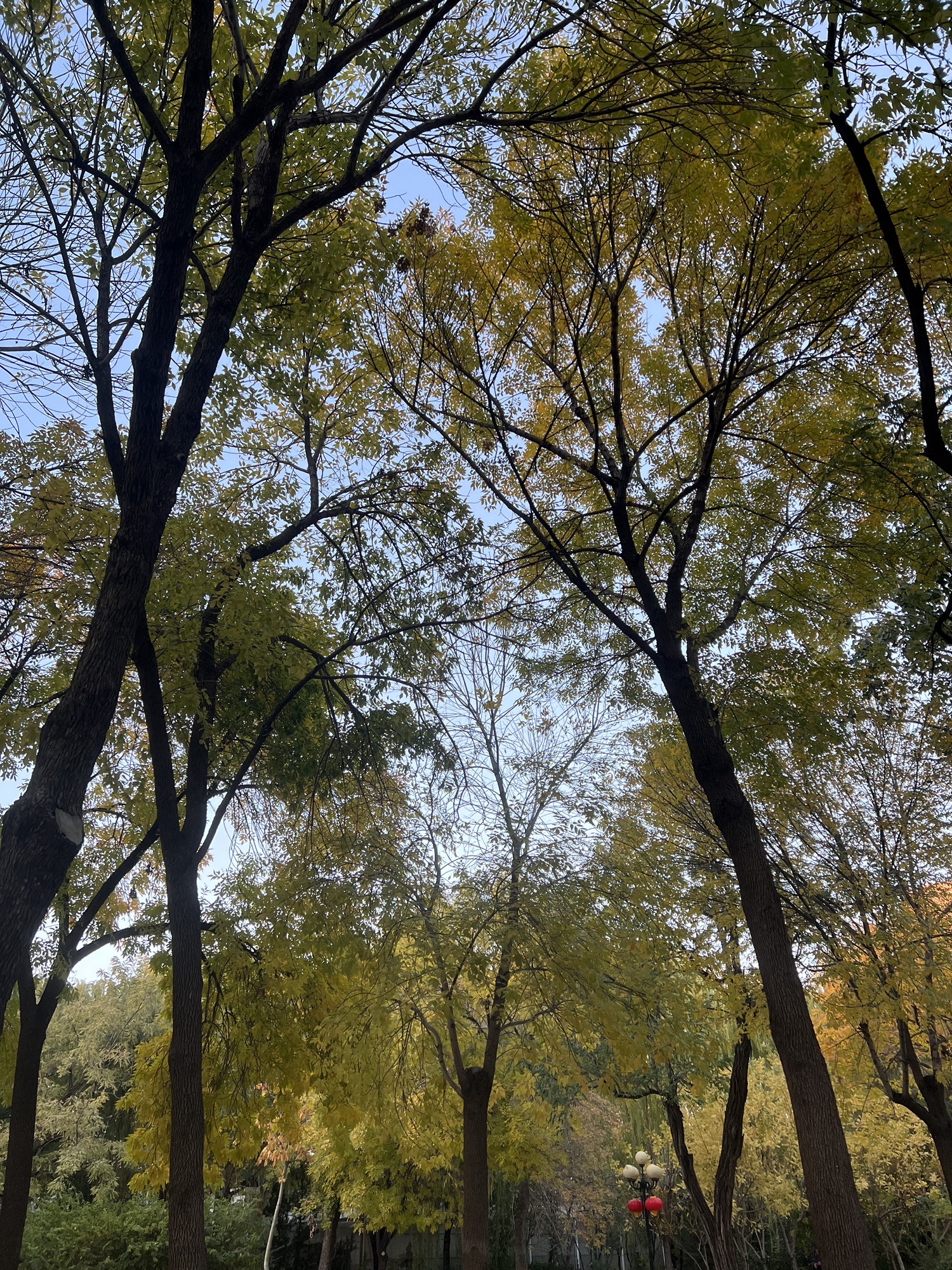 人民公园旅行图片 2