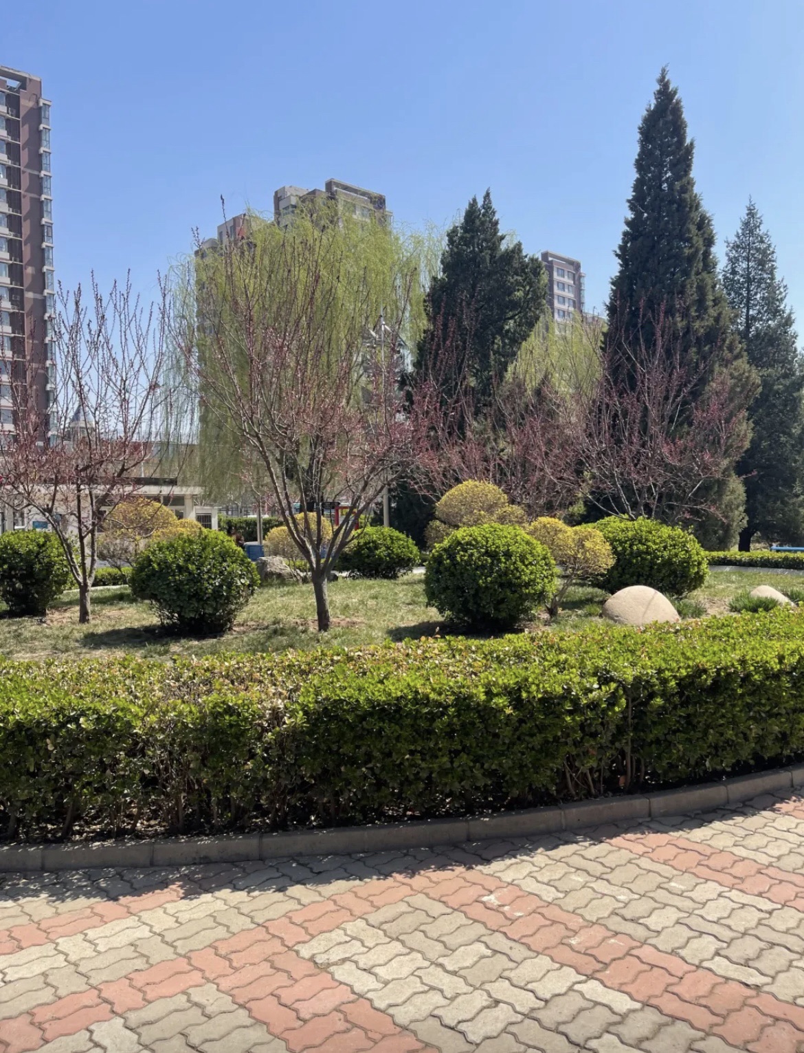 杨连弟公园旅行图片 1