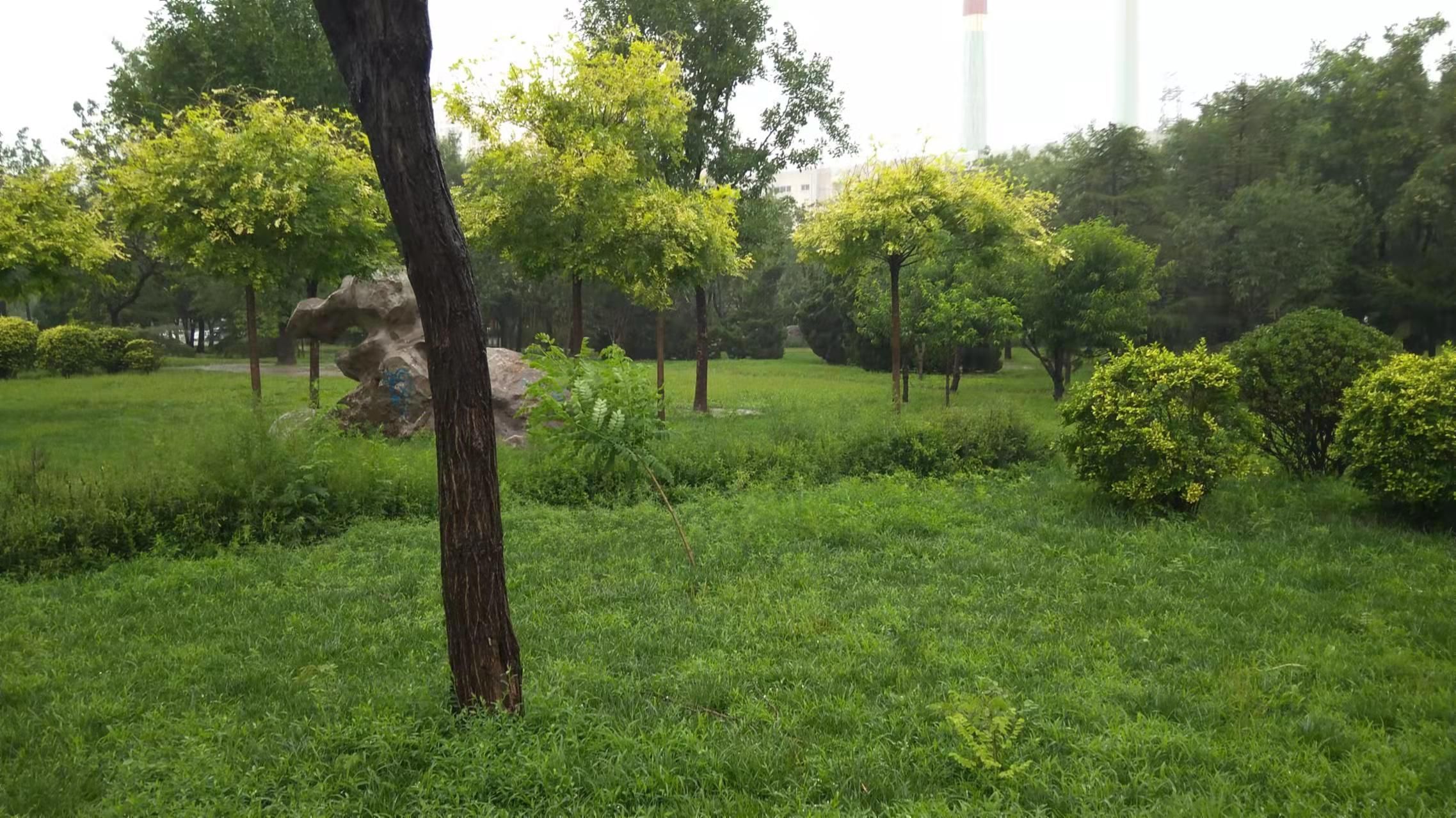 新港公园旅行图片 1