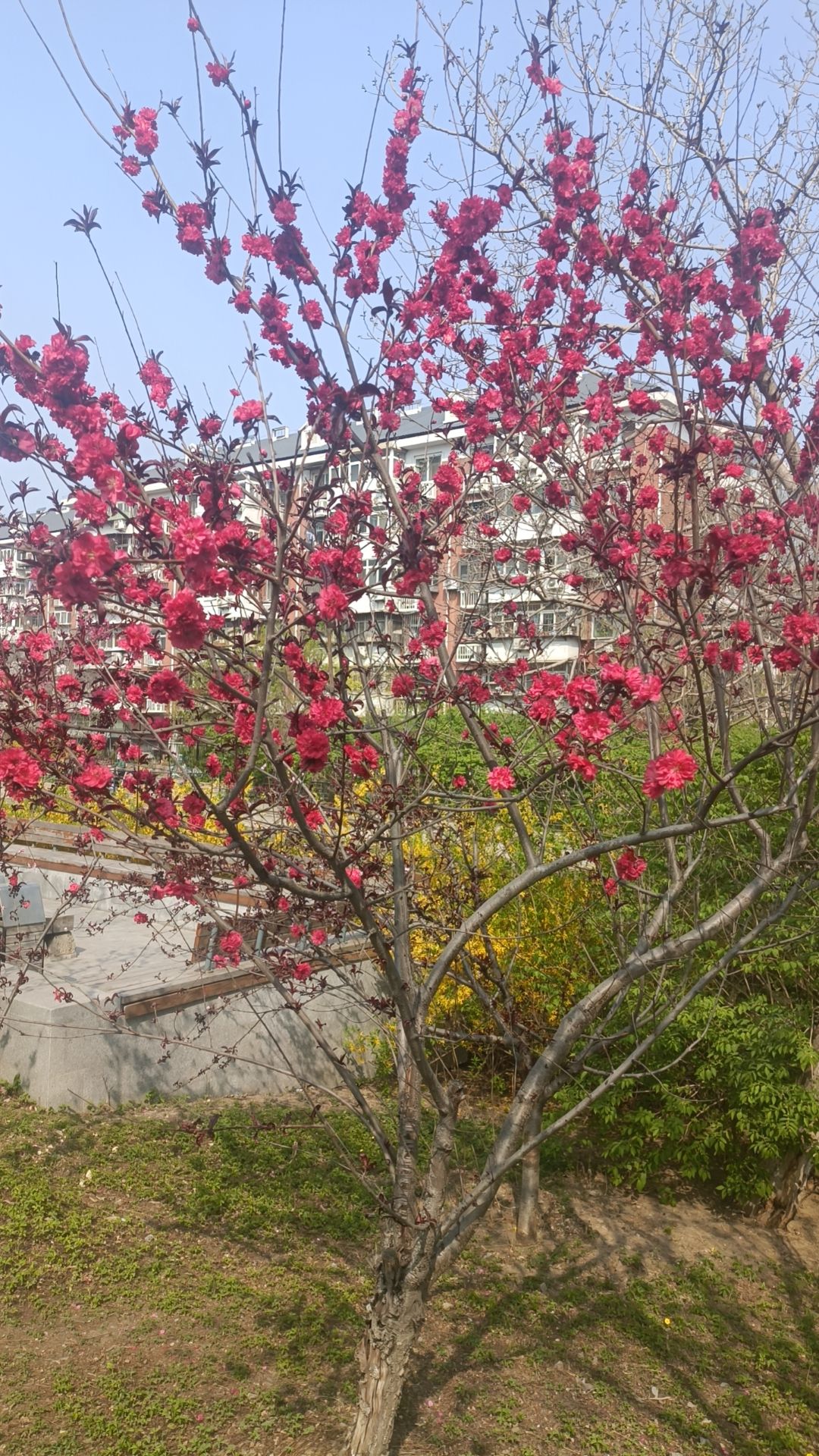西南楼公园旅行图片 1