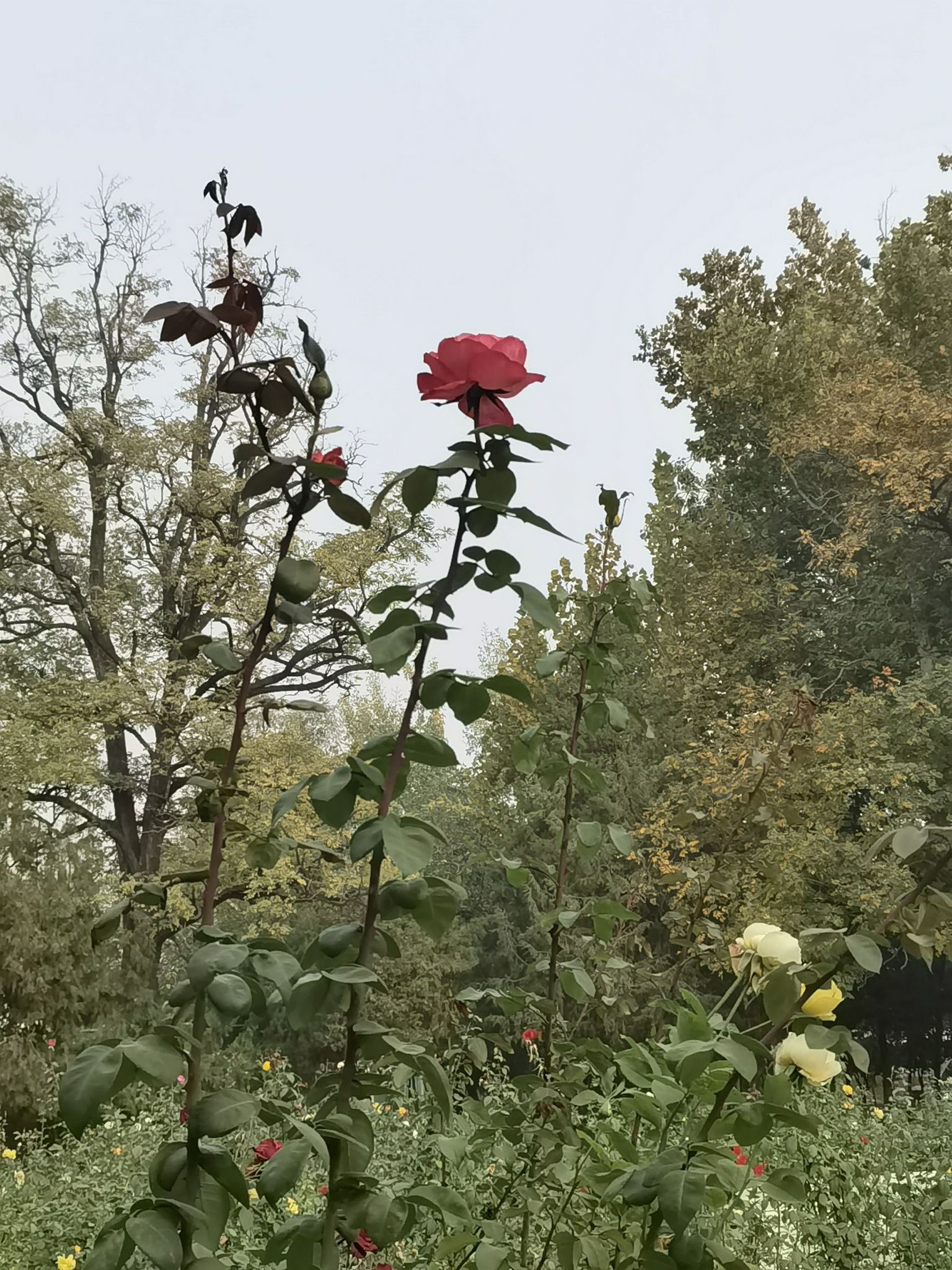 西沽公园旅行图片 2