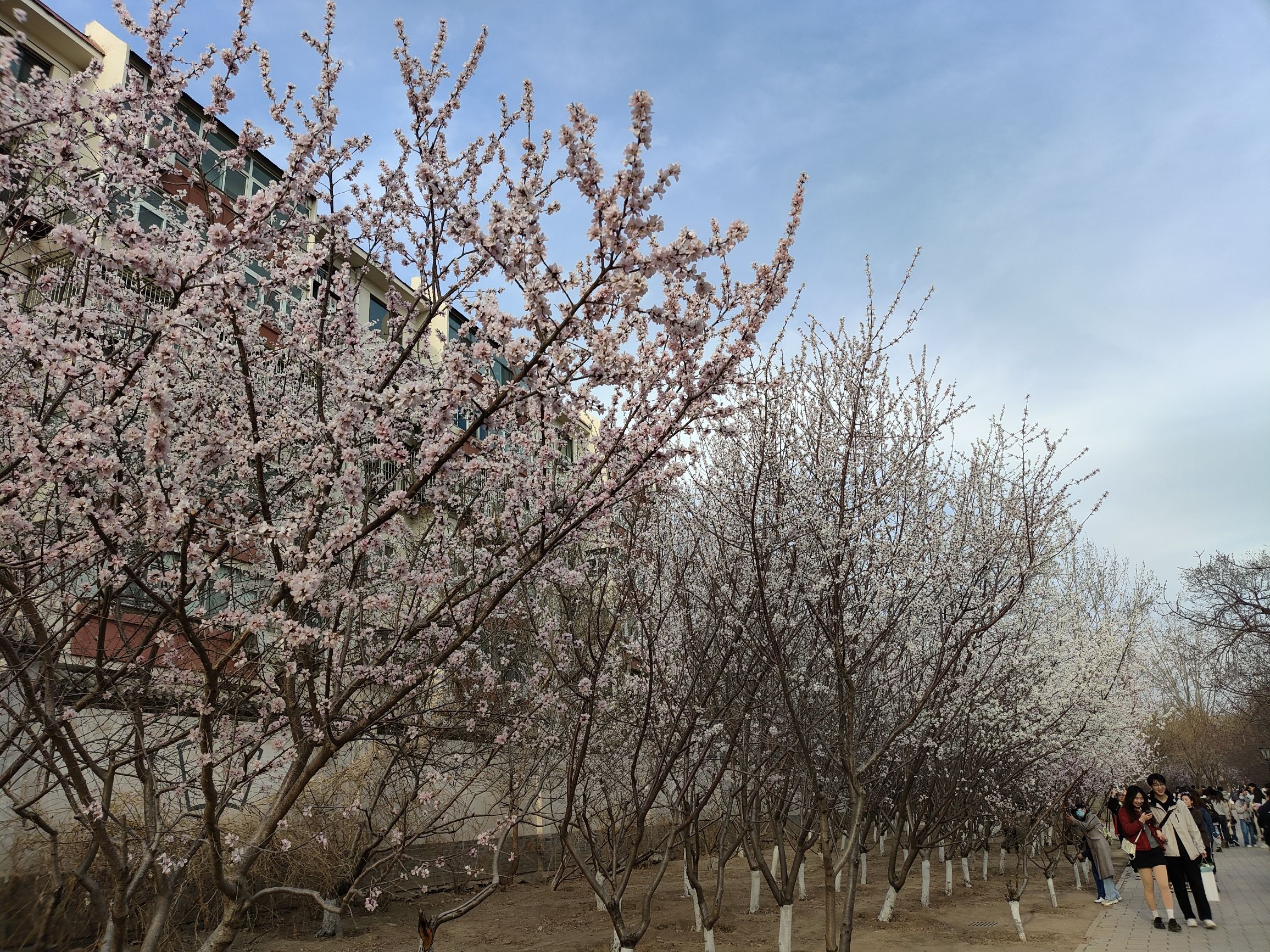 西沽公园旅行图片 2