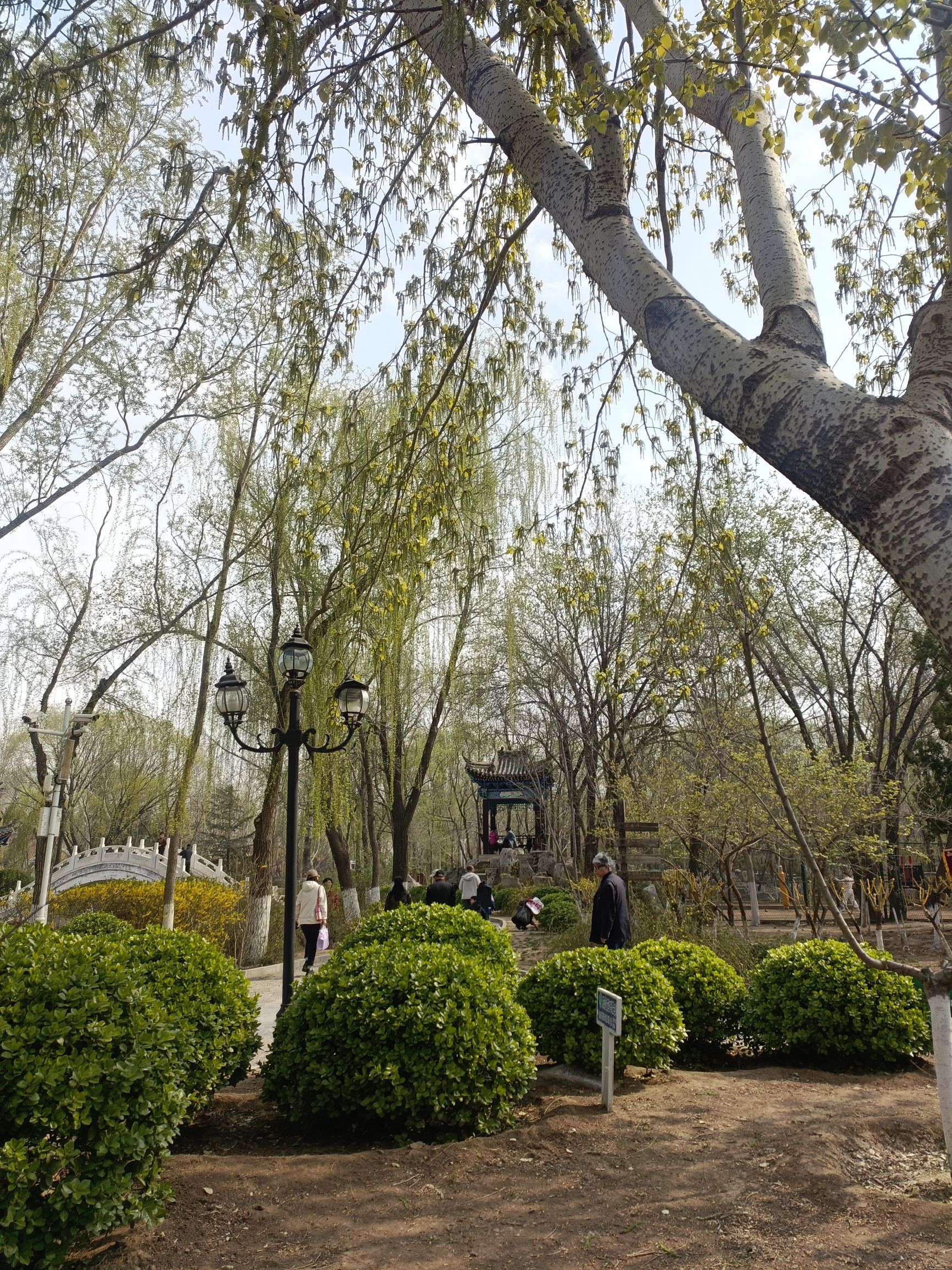 西沽公园旅行图片 3