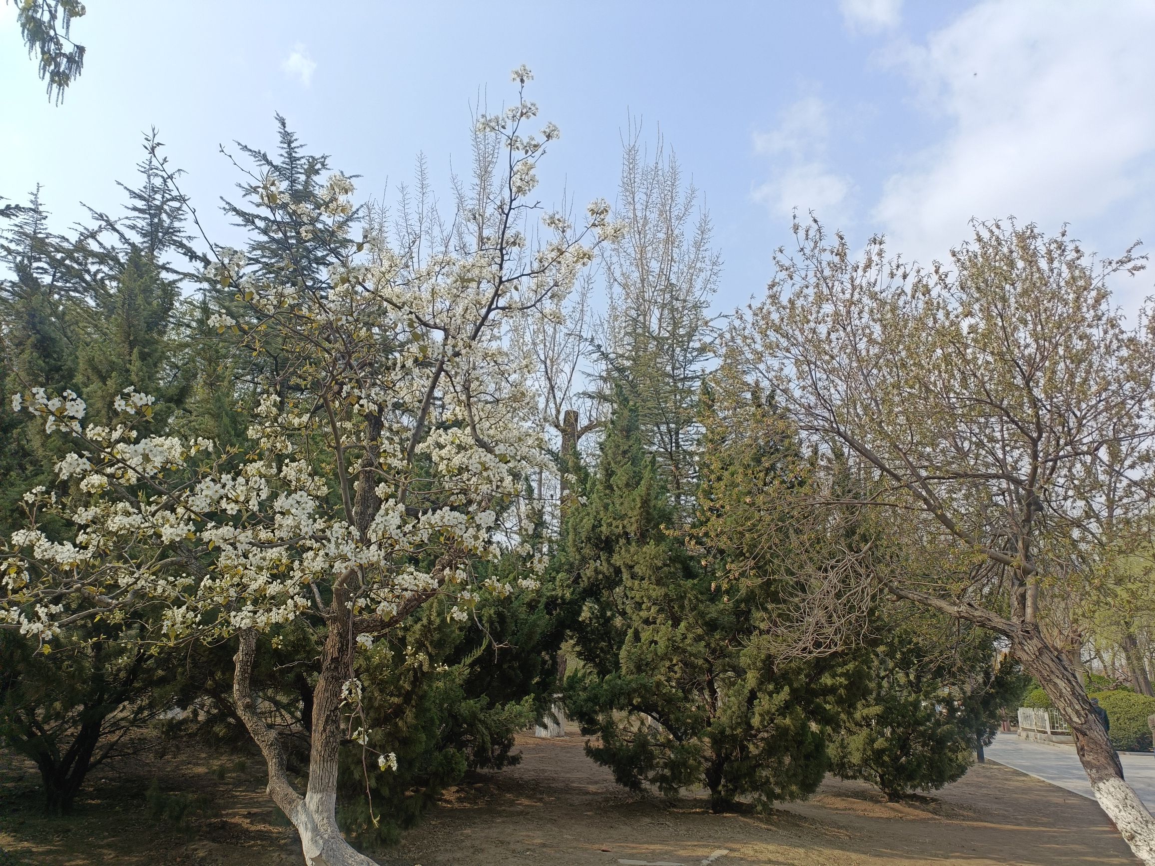 西沽公园旅行图片 1