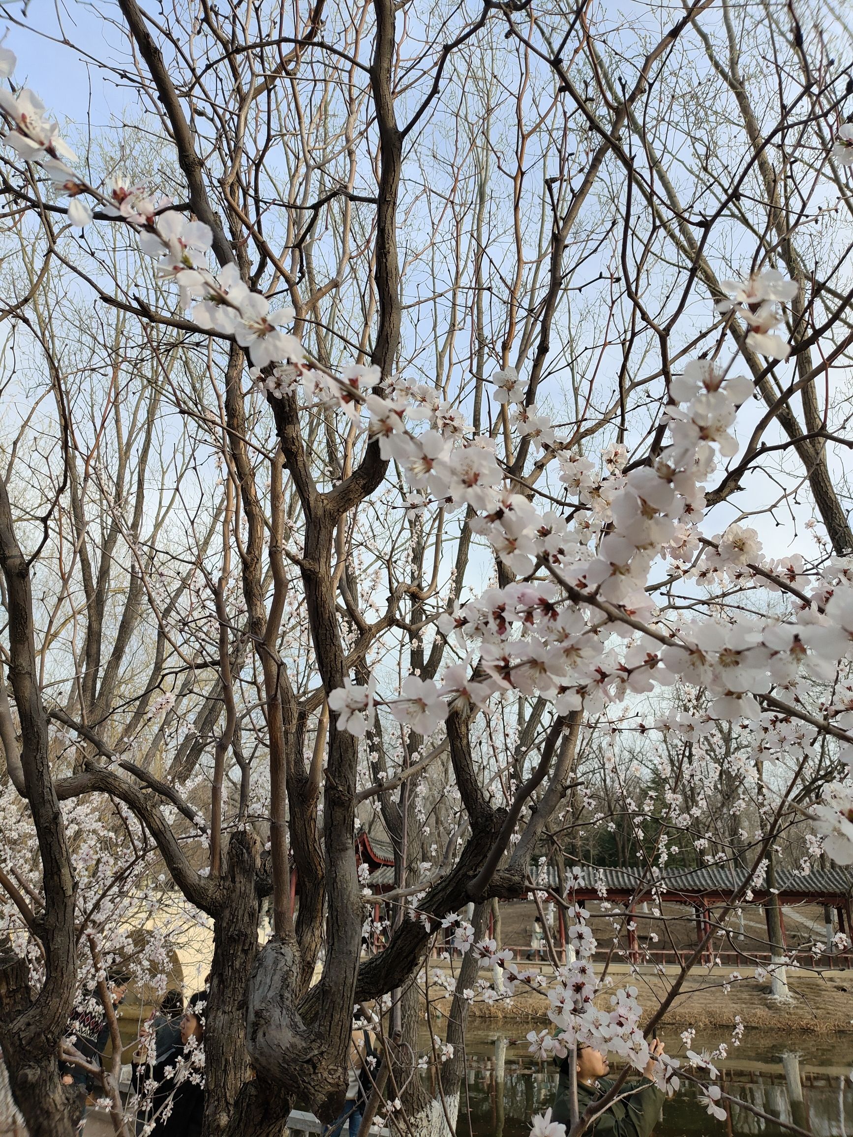 西沽公园旅行图片 3