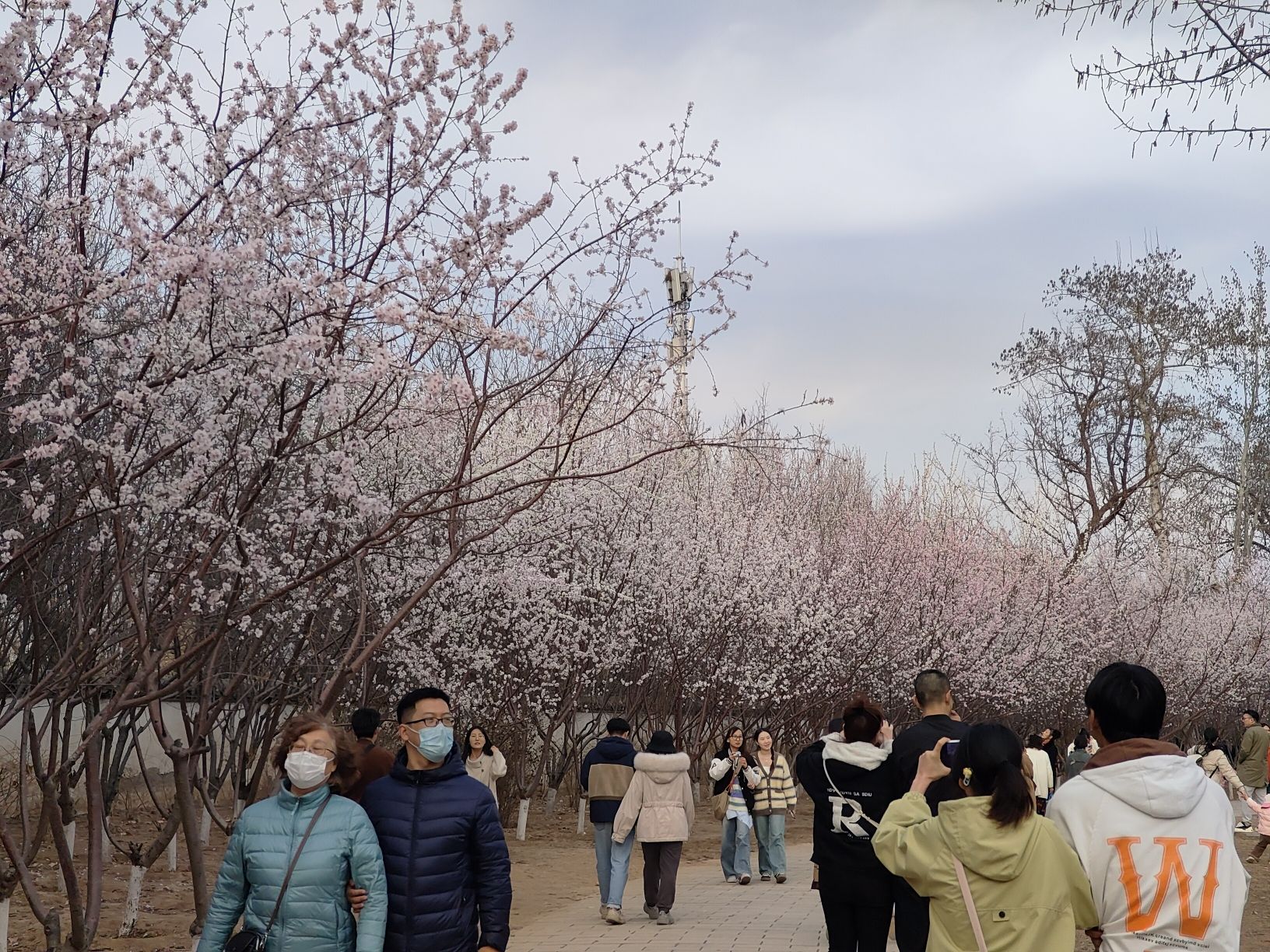 西沽公园旅行图片 1