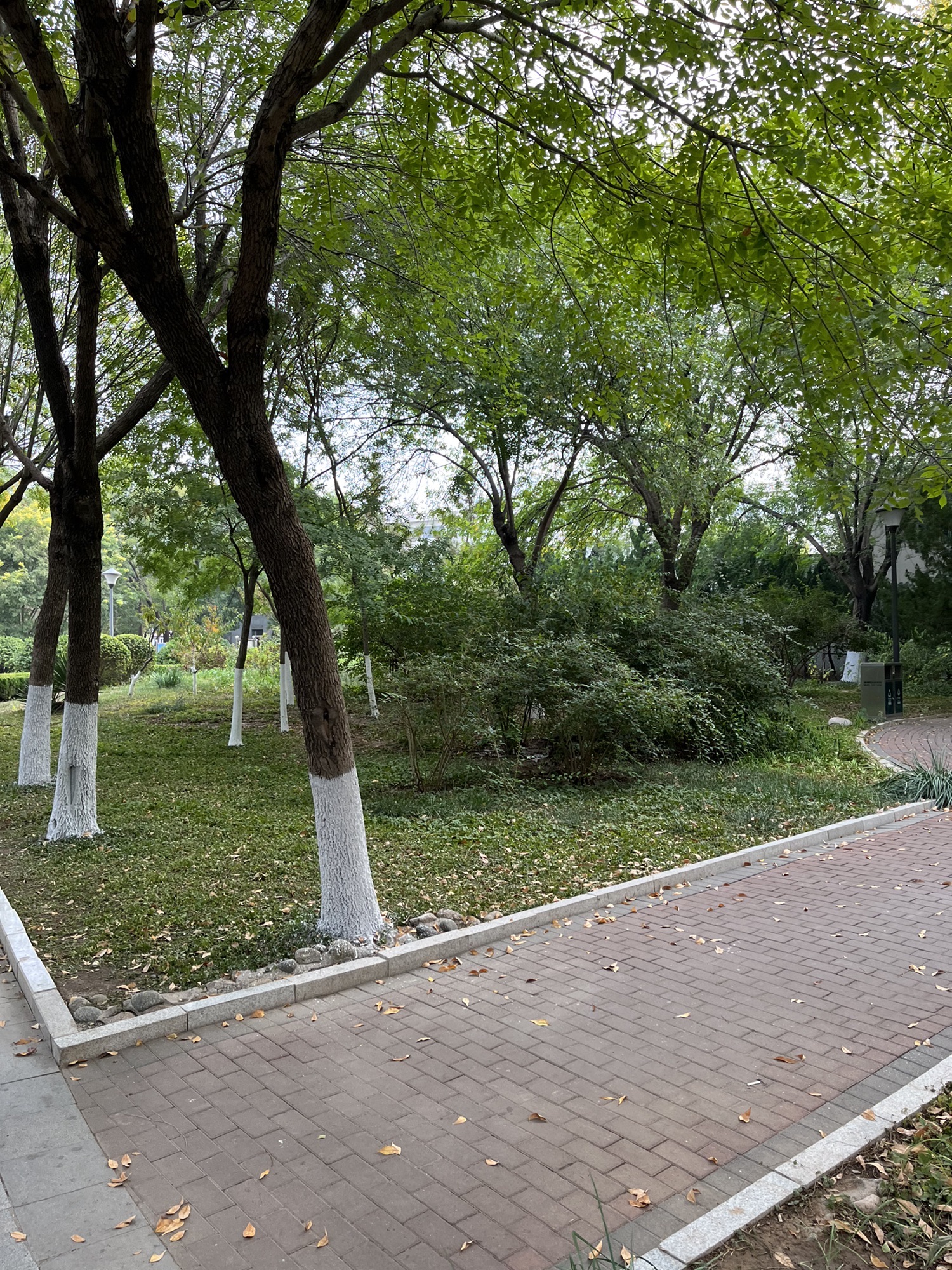 大港公园旅行图片 1