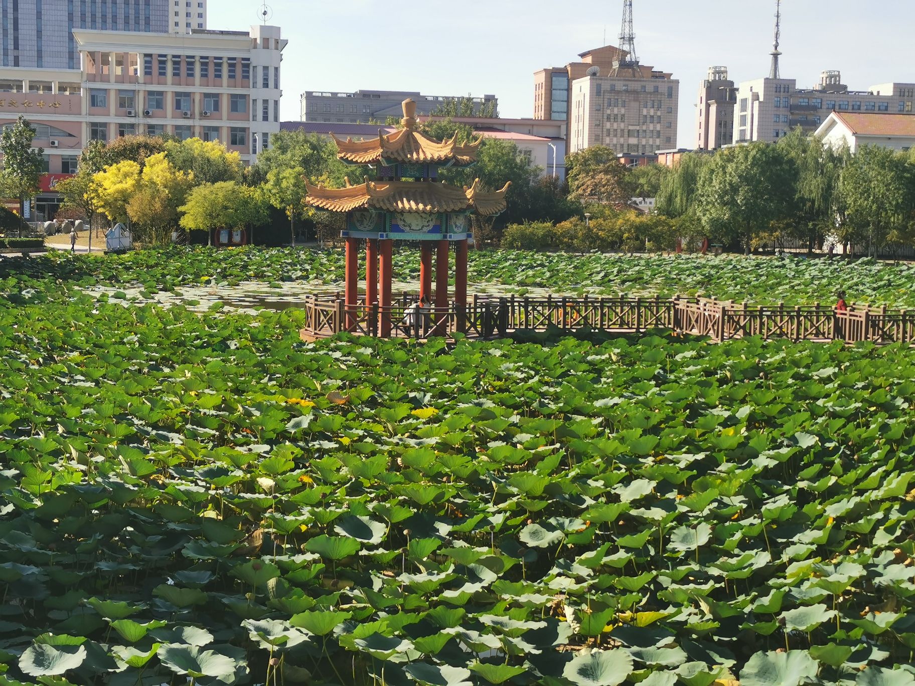 方舟公园旅行图片 1