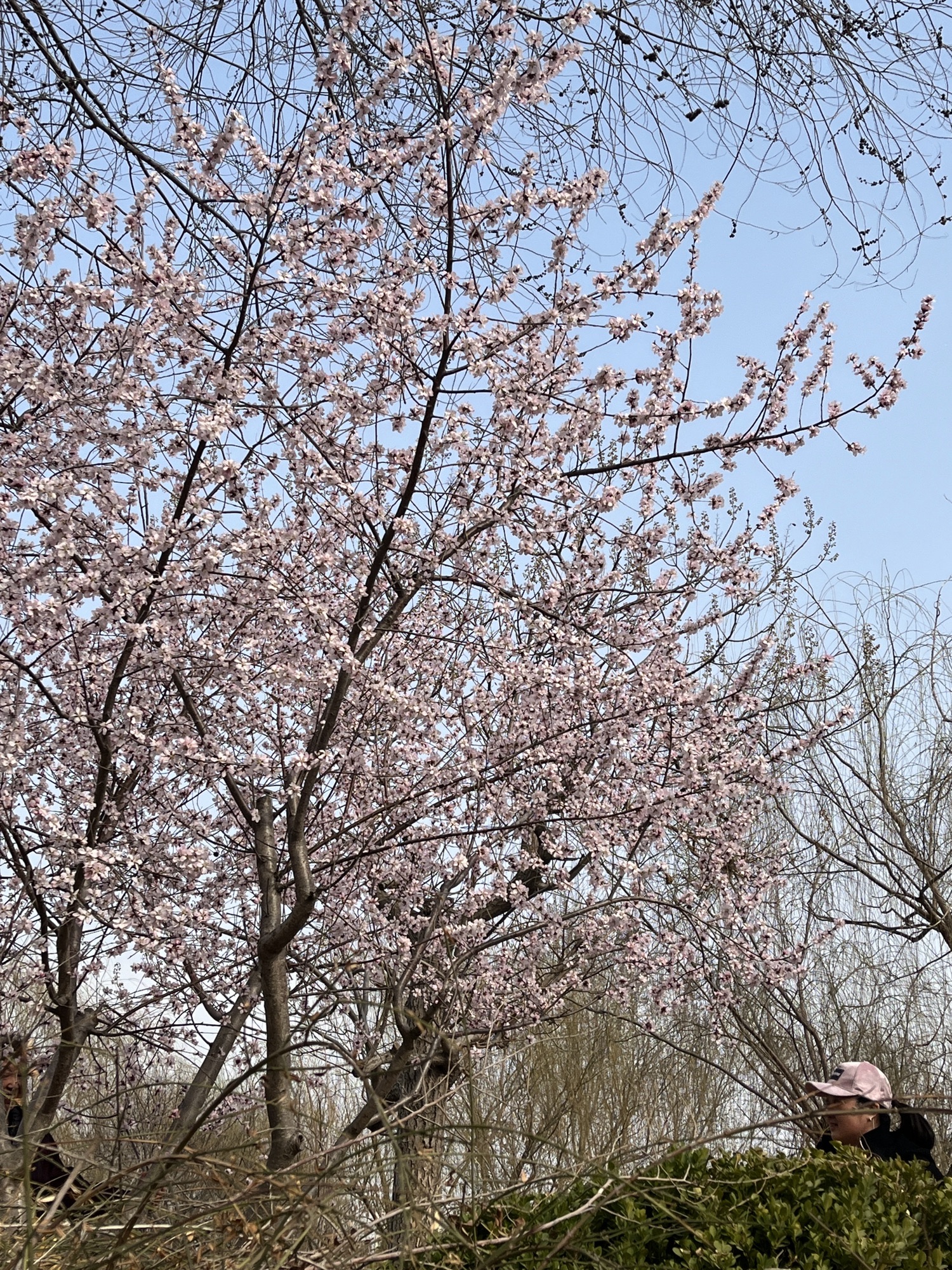 长虹生态园旅行图片 1