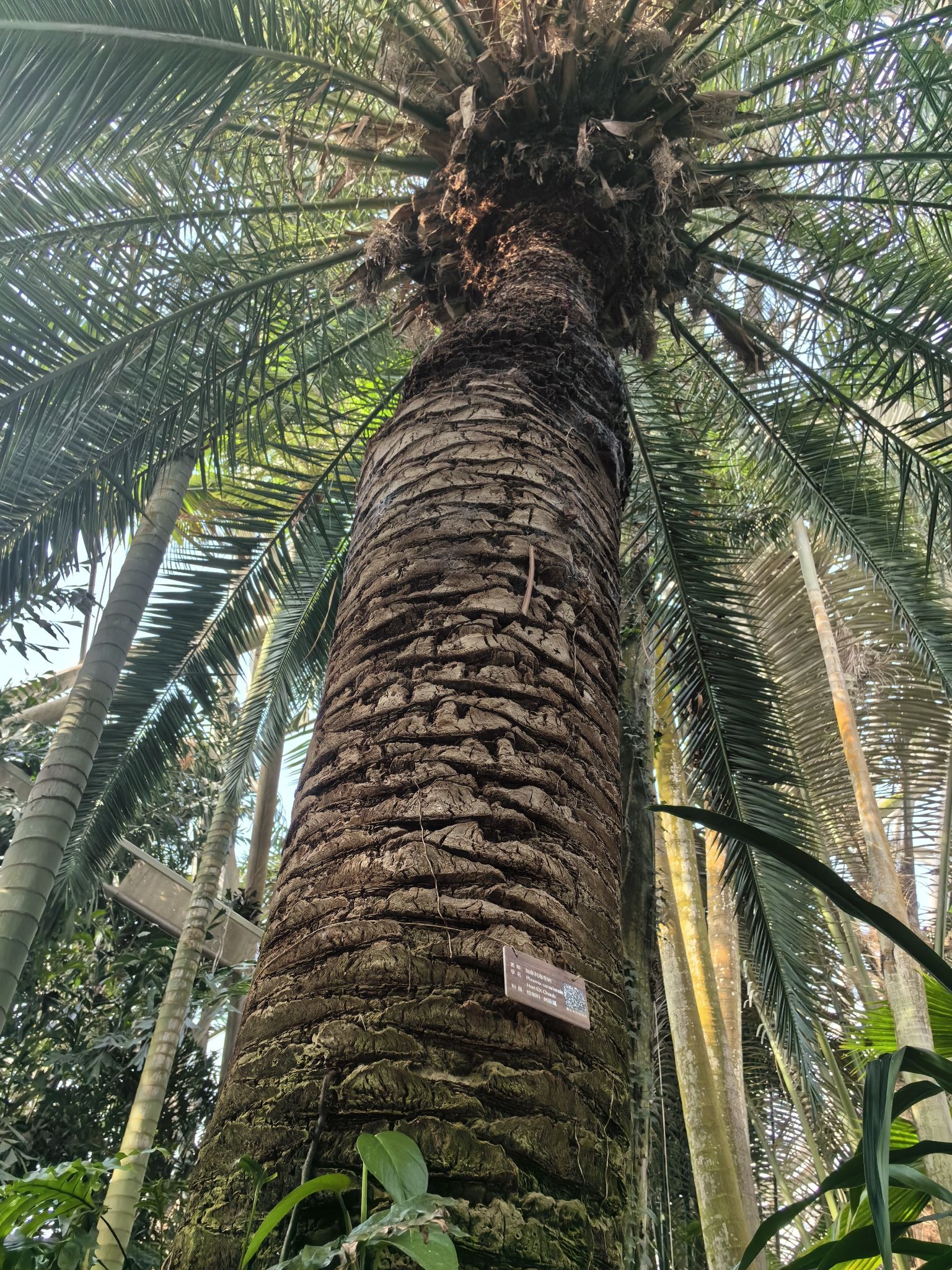 泰达热带植物园旅行图片 2