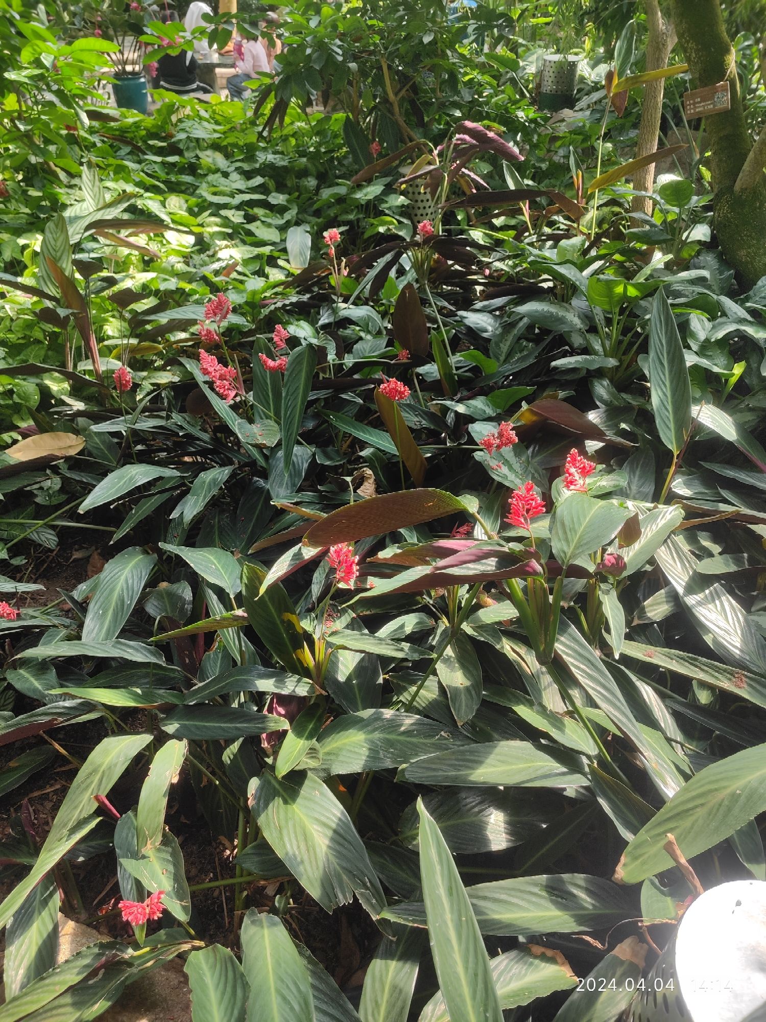 泰达热带植物园旅行图片 3