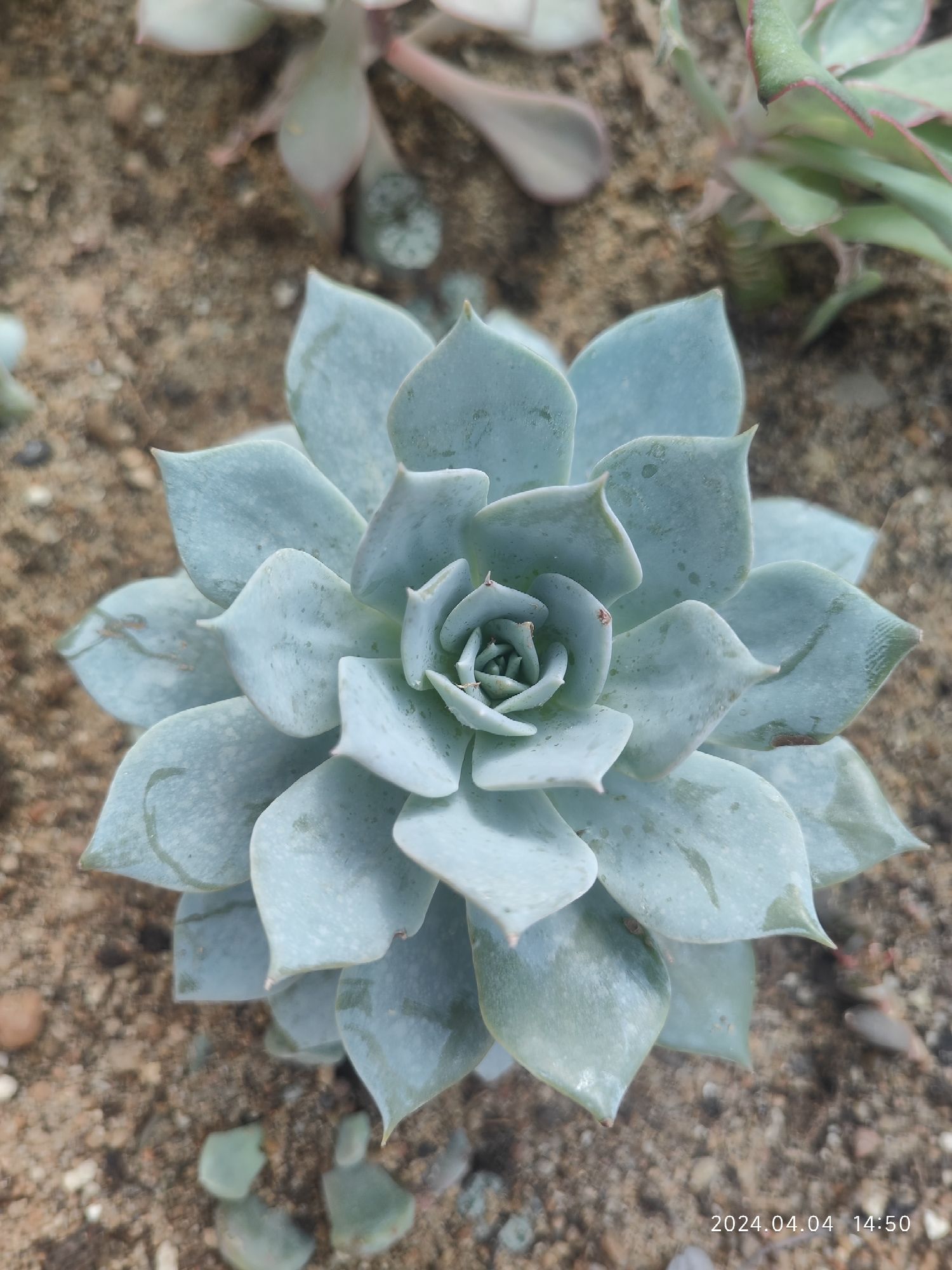 泰达热带植物园旅行图片 1