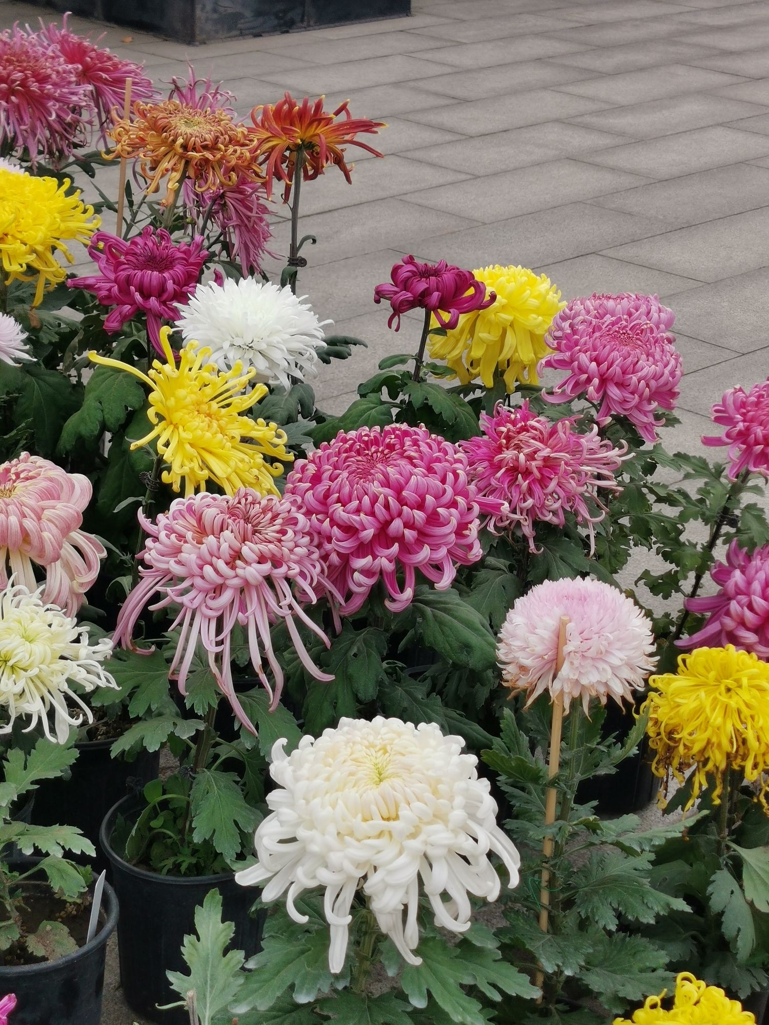 泰达热带植物园旅行图片 2