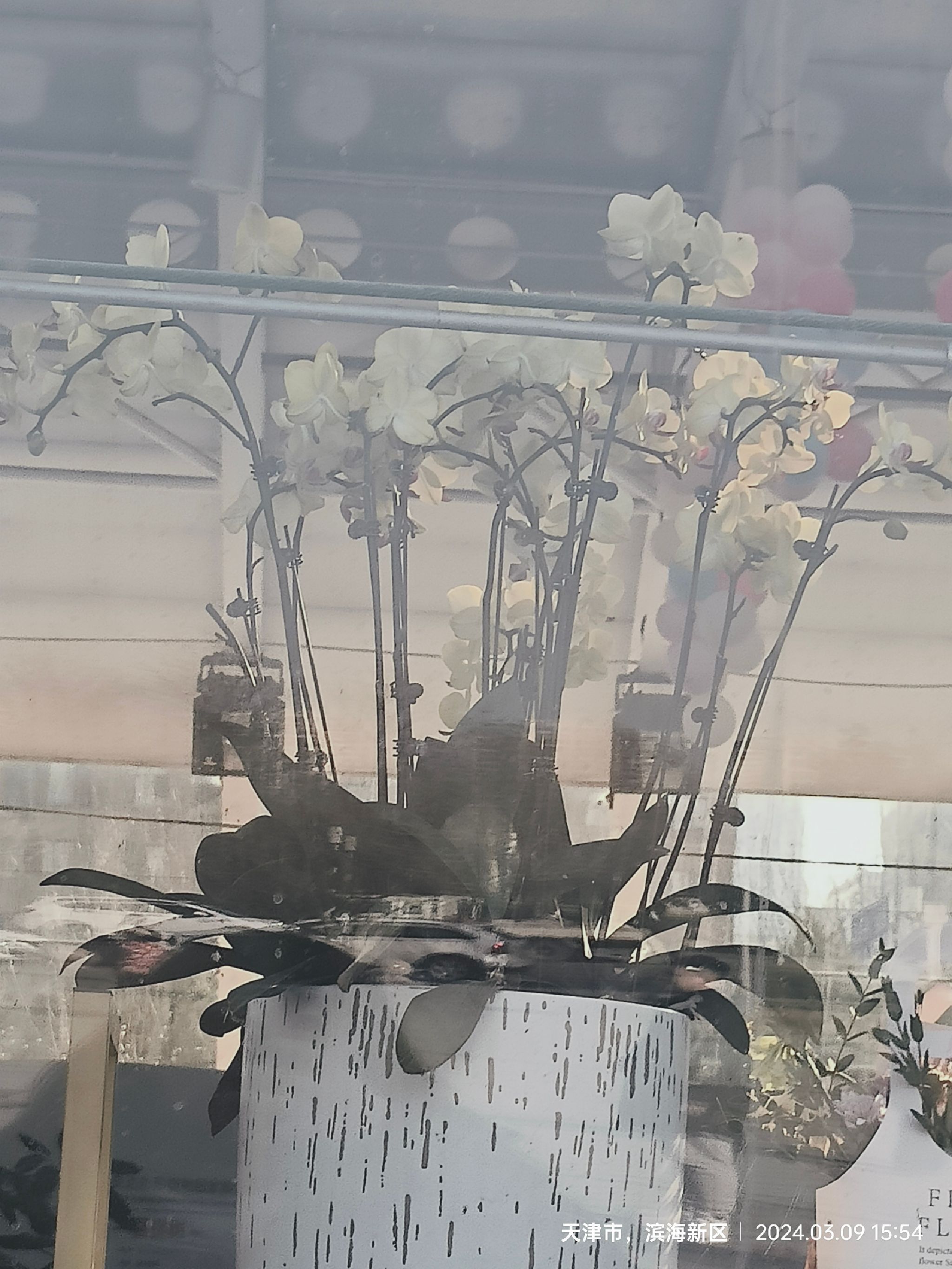 泰达热带植物园旅行图片 1