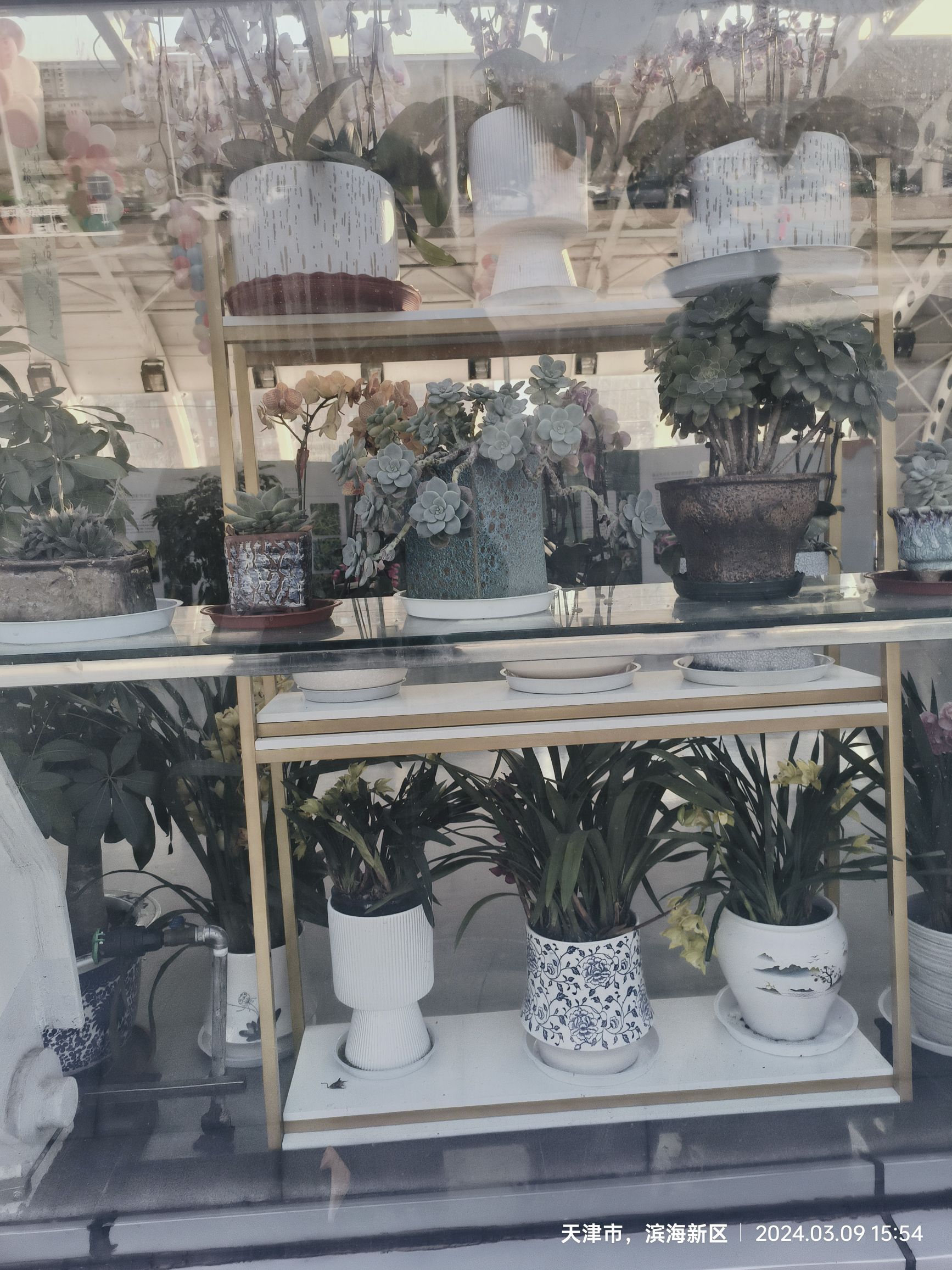 泰达热带植物园旅行图片 3