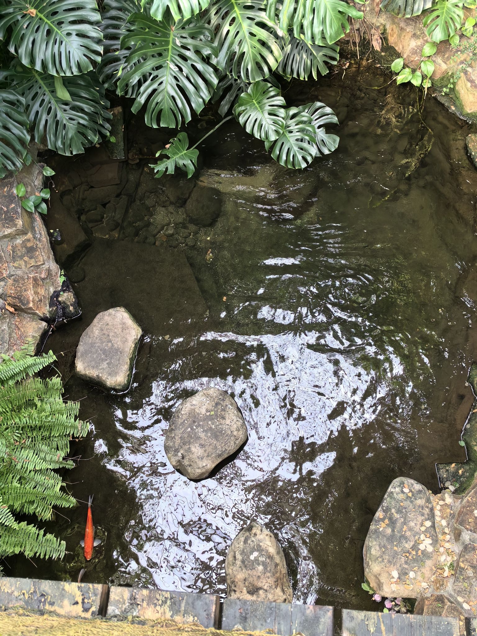 泰达热带植物园旅行图片 3