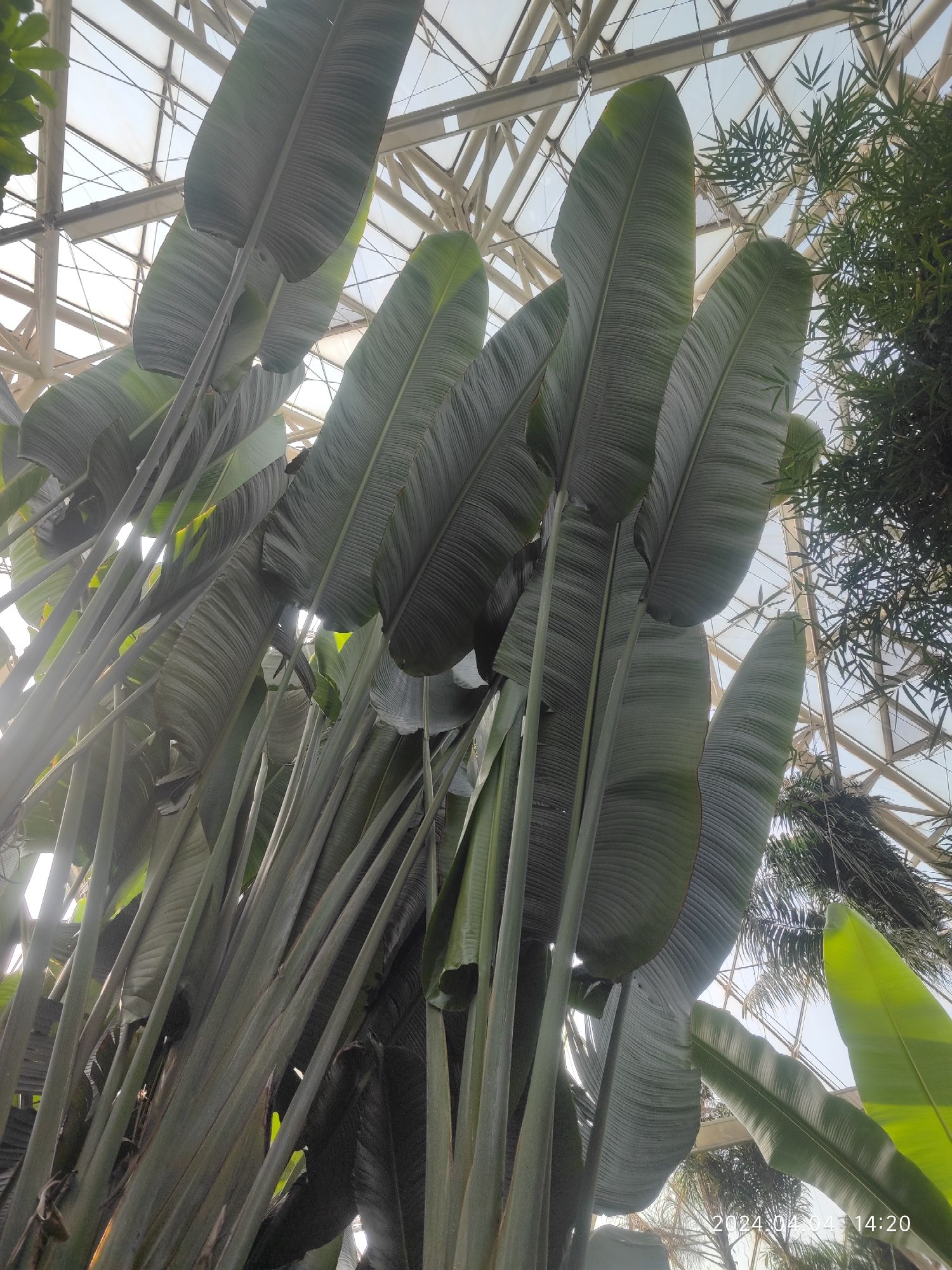 泰达热带植物园旅行图片 2