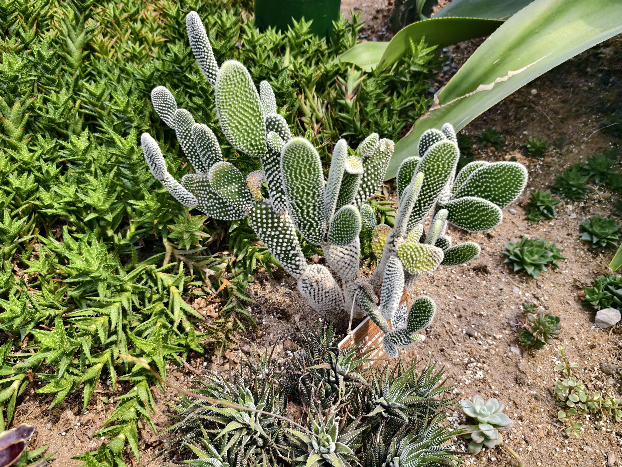 泰达热带植物园旅行图片 1
