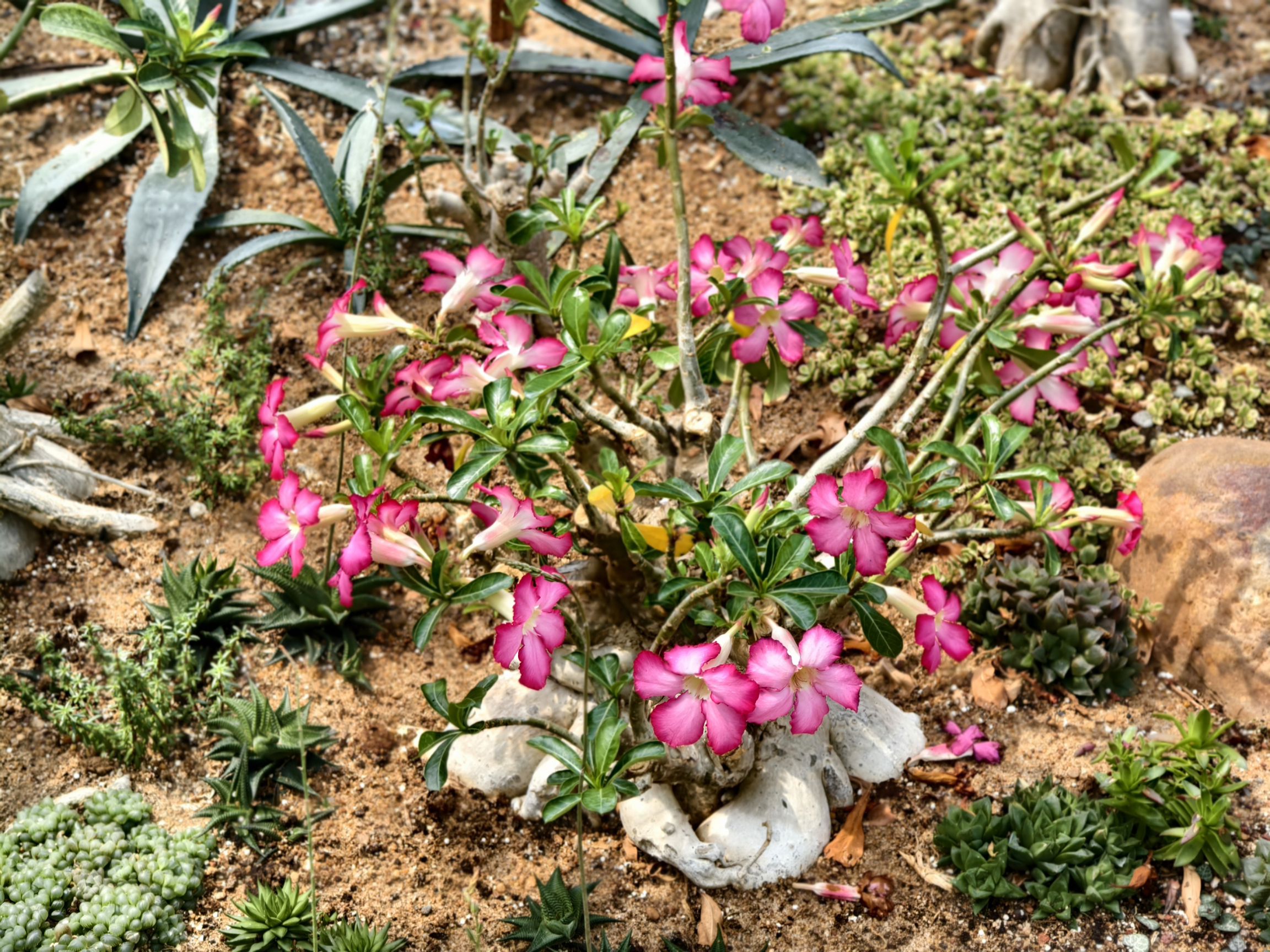 泰达热带植物园旅行图片 2