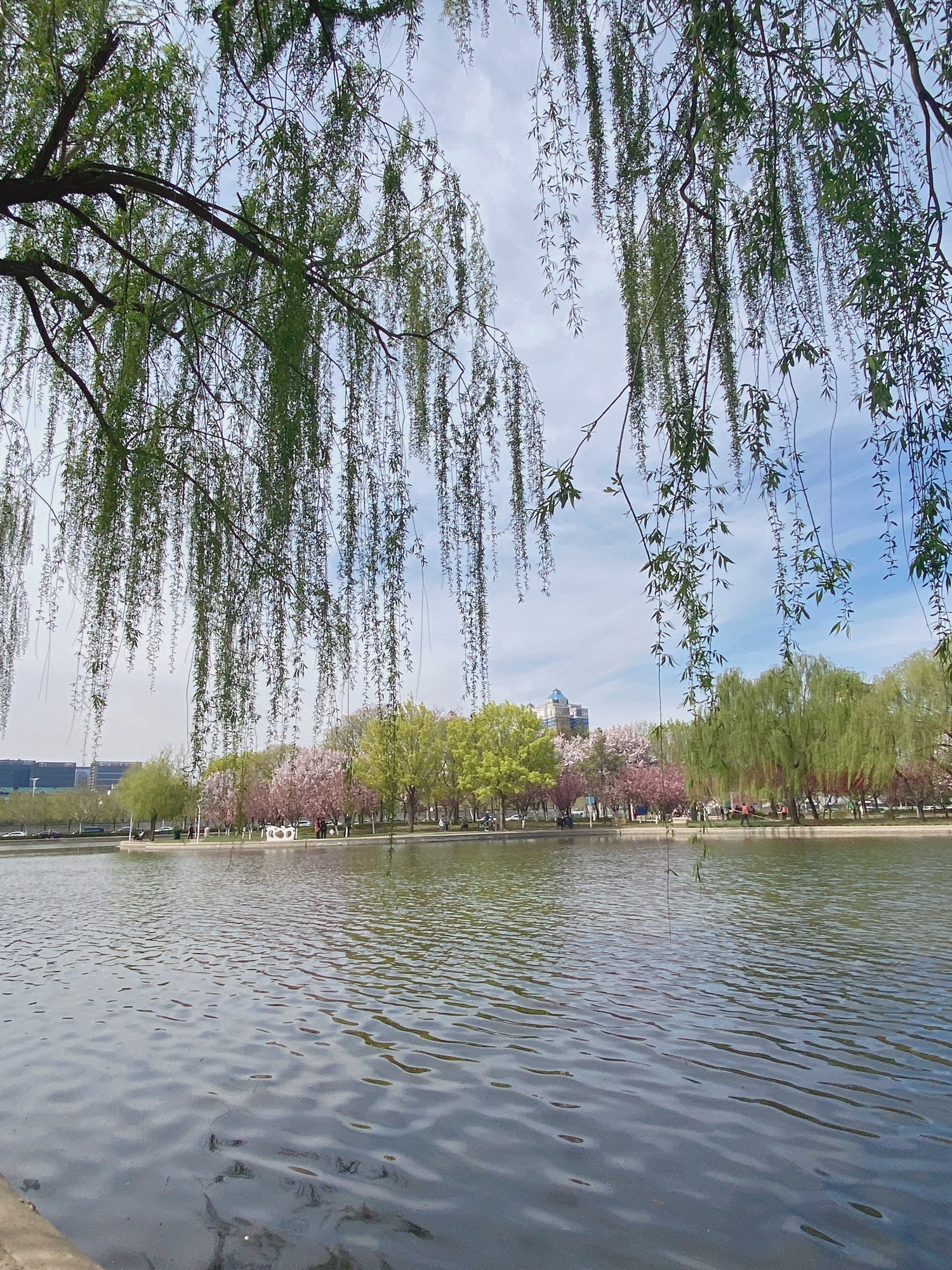 泰丰公园旅行图片 1