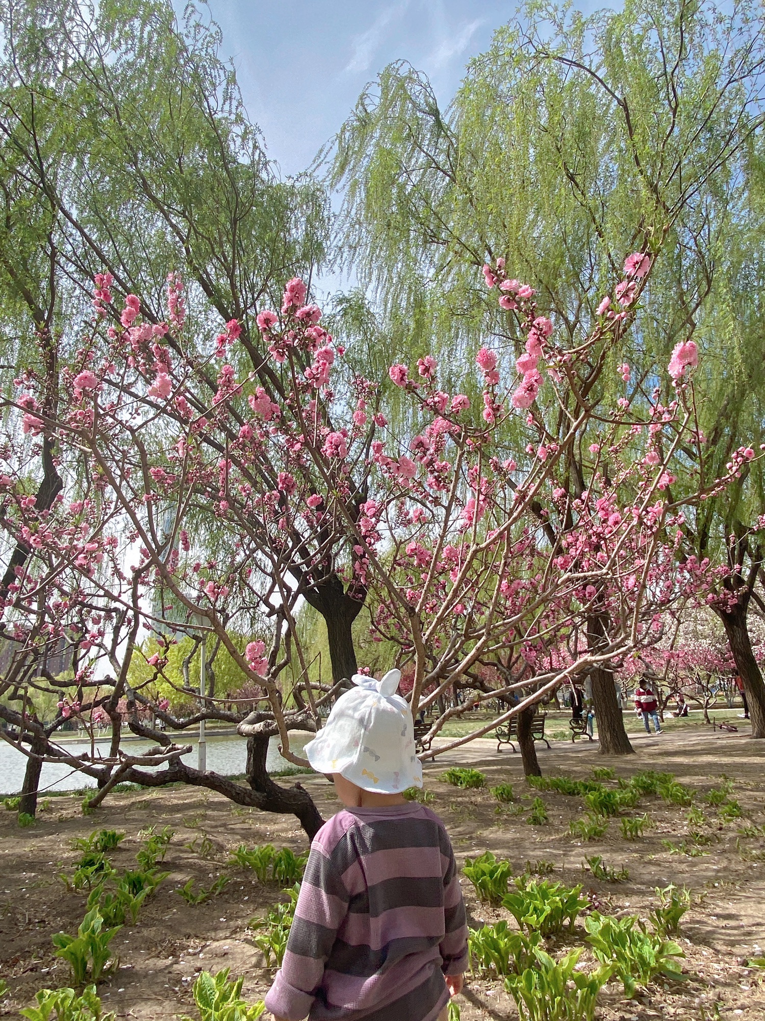 泰丰公园旅行图片 3