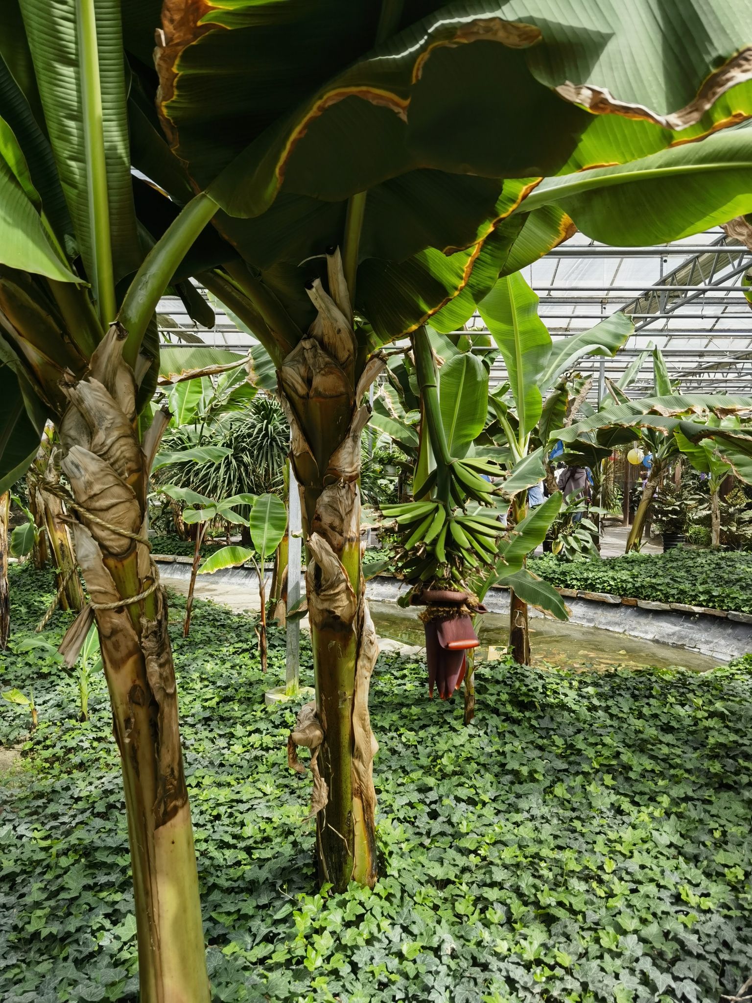 晶宝温泉农庄旅行图片 3