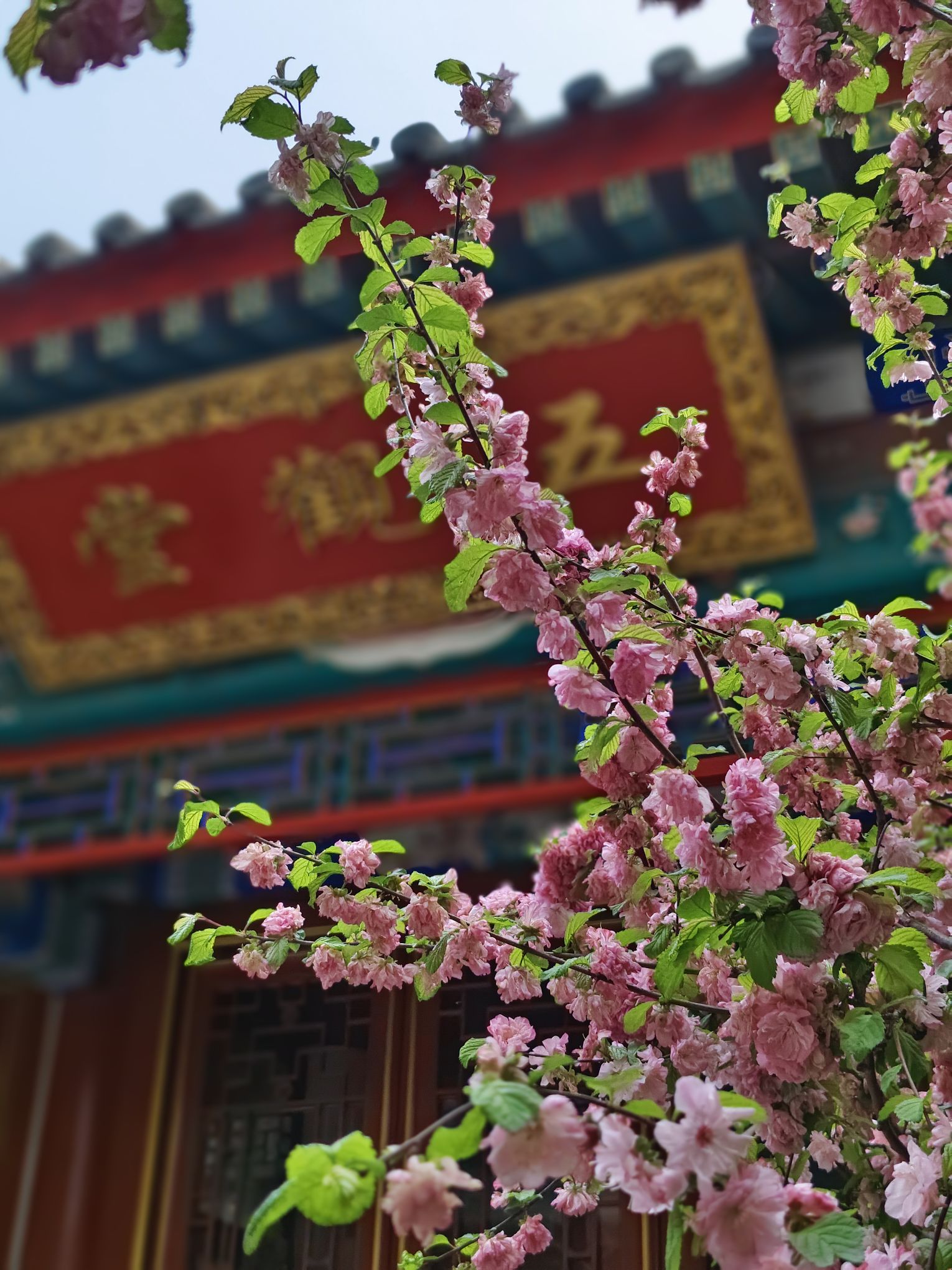 玉佛禅寺旅行图片 3