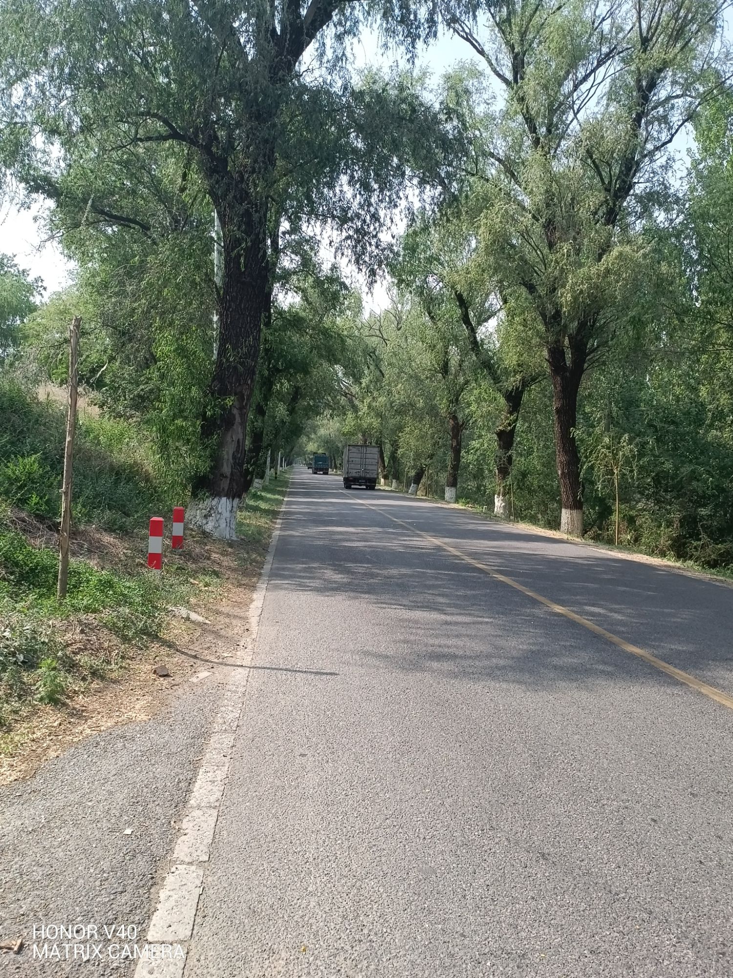 青南万亩生态林景区旅行图片 2