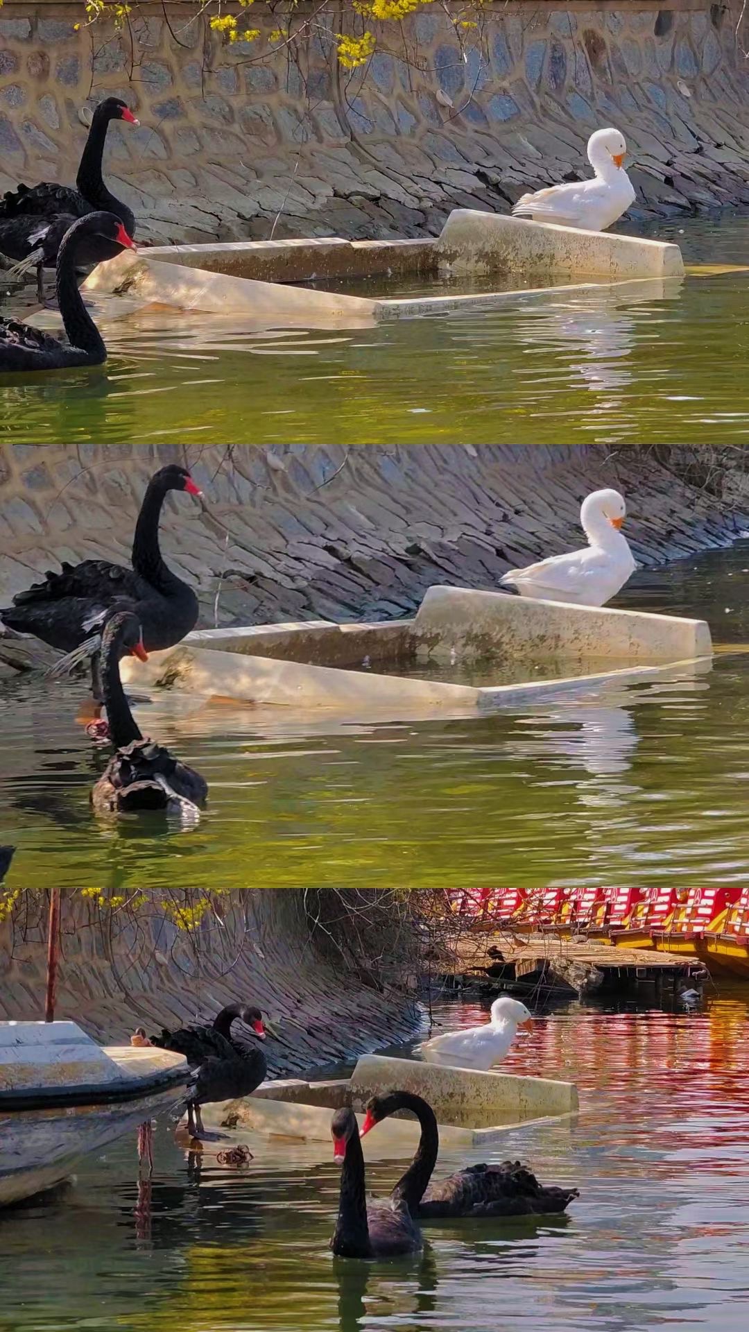 南翠屏公园旅行图片 2