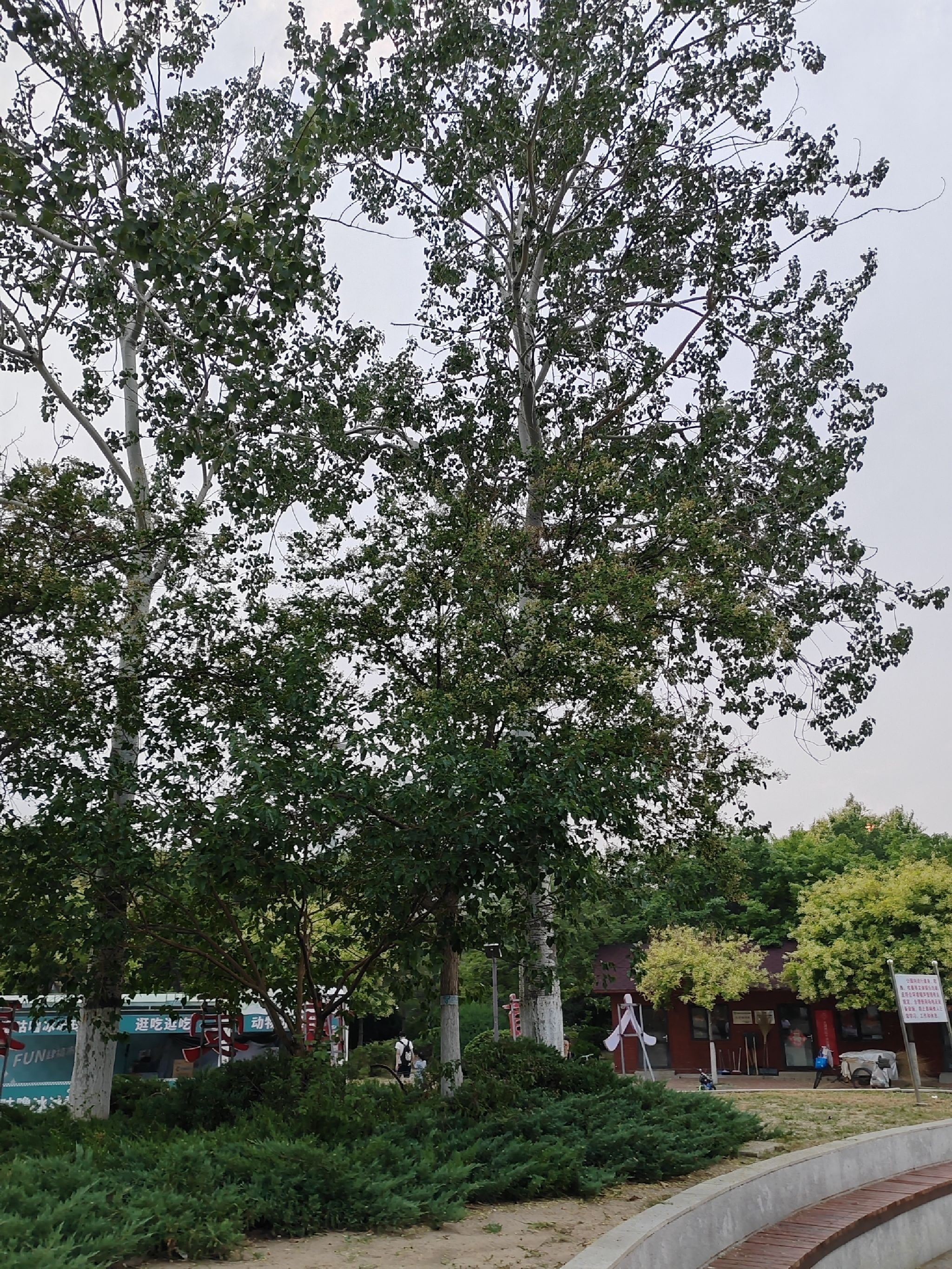 南翠屏公园旅行图片 1