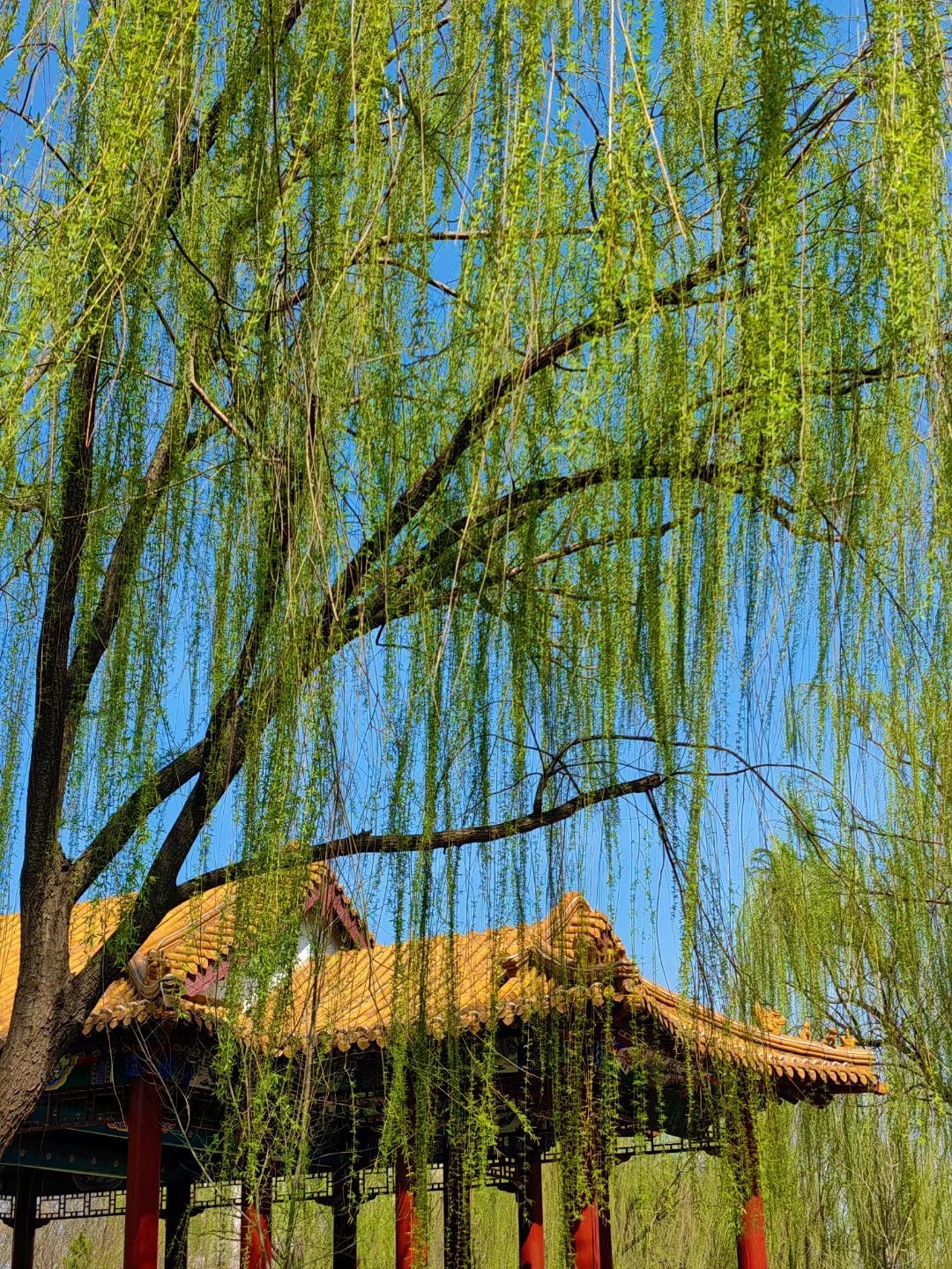 南翠屏公园旅行图片 3