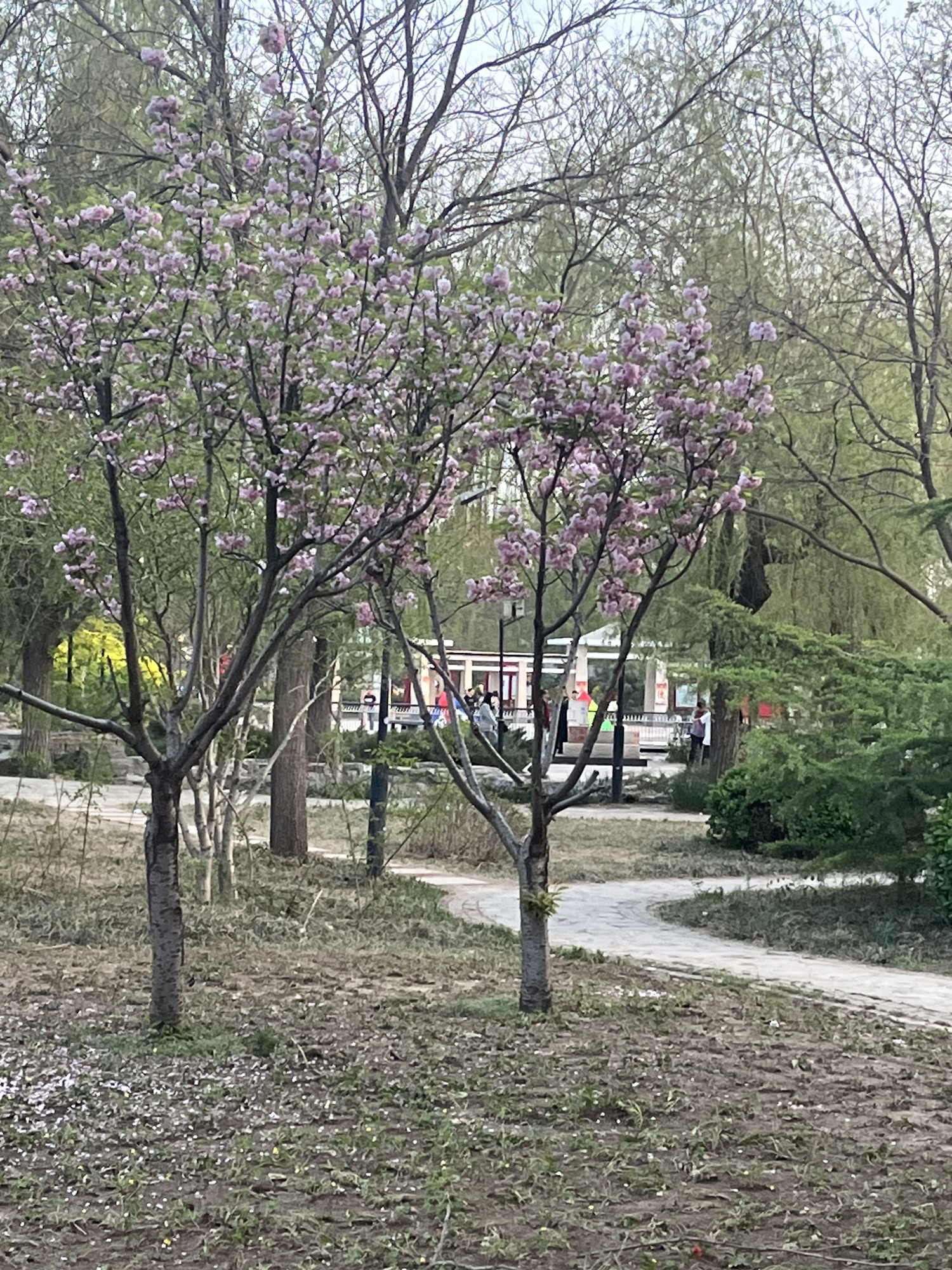 西柳公园旅行图片 2