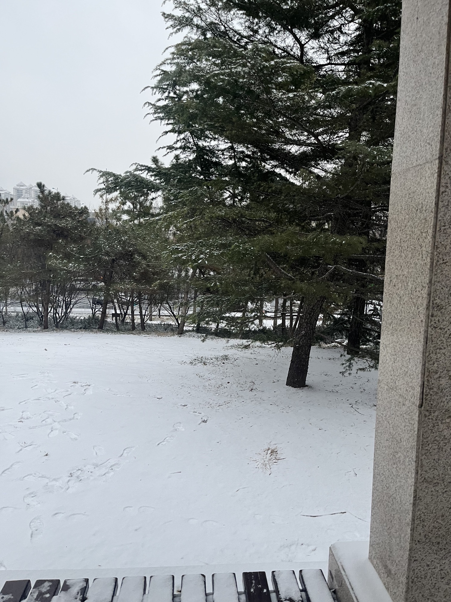 西柳公园旅行图片 3