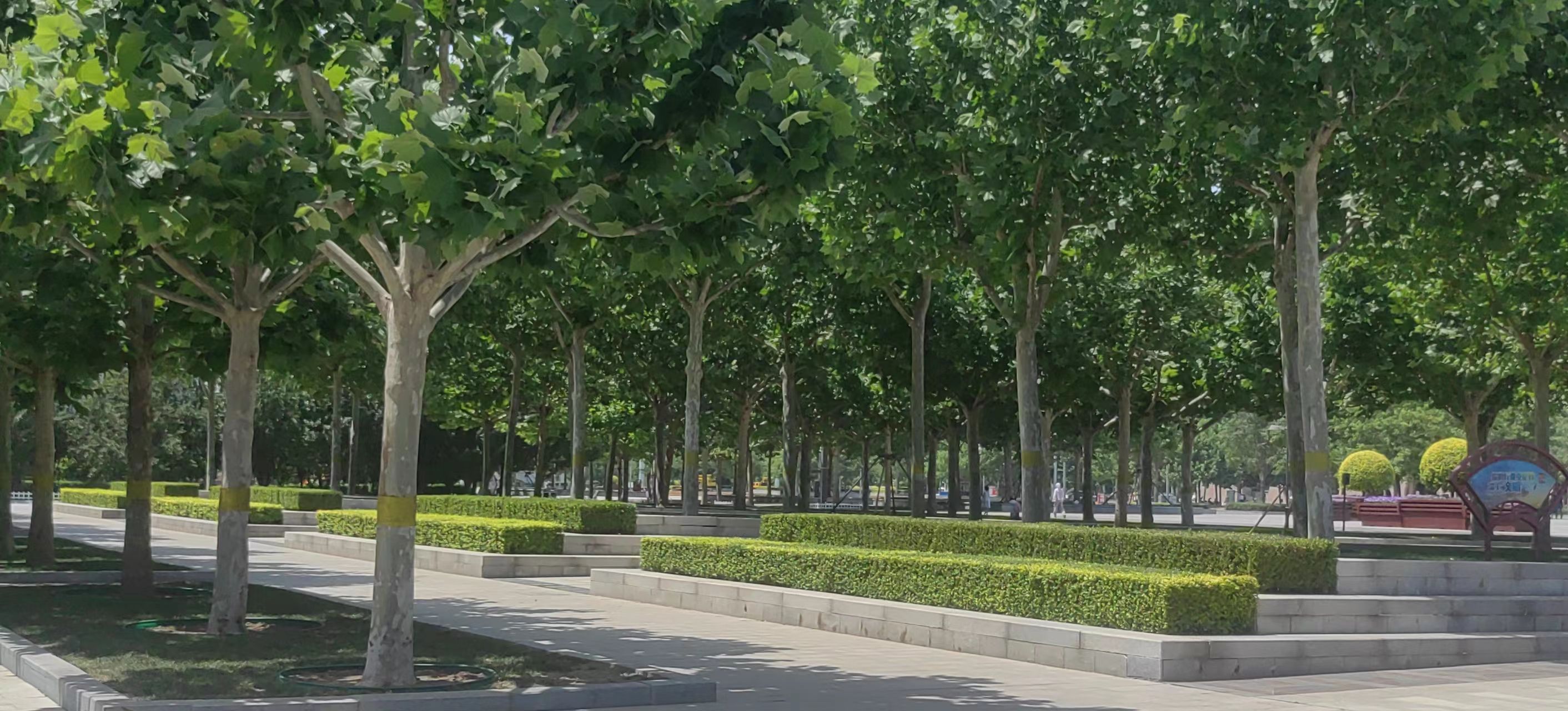 中心公园