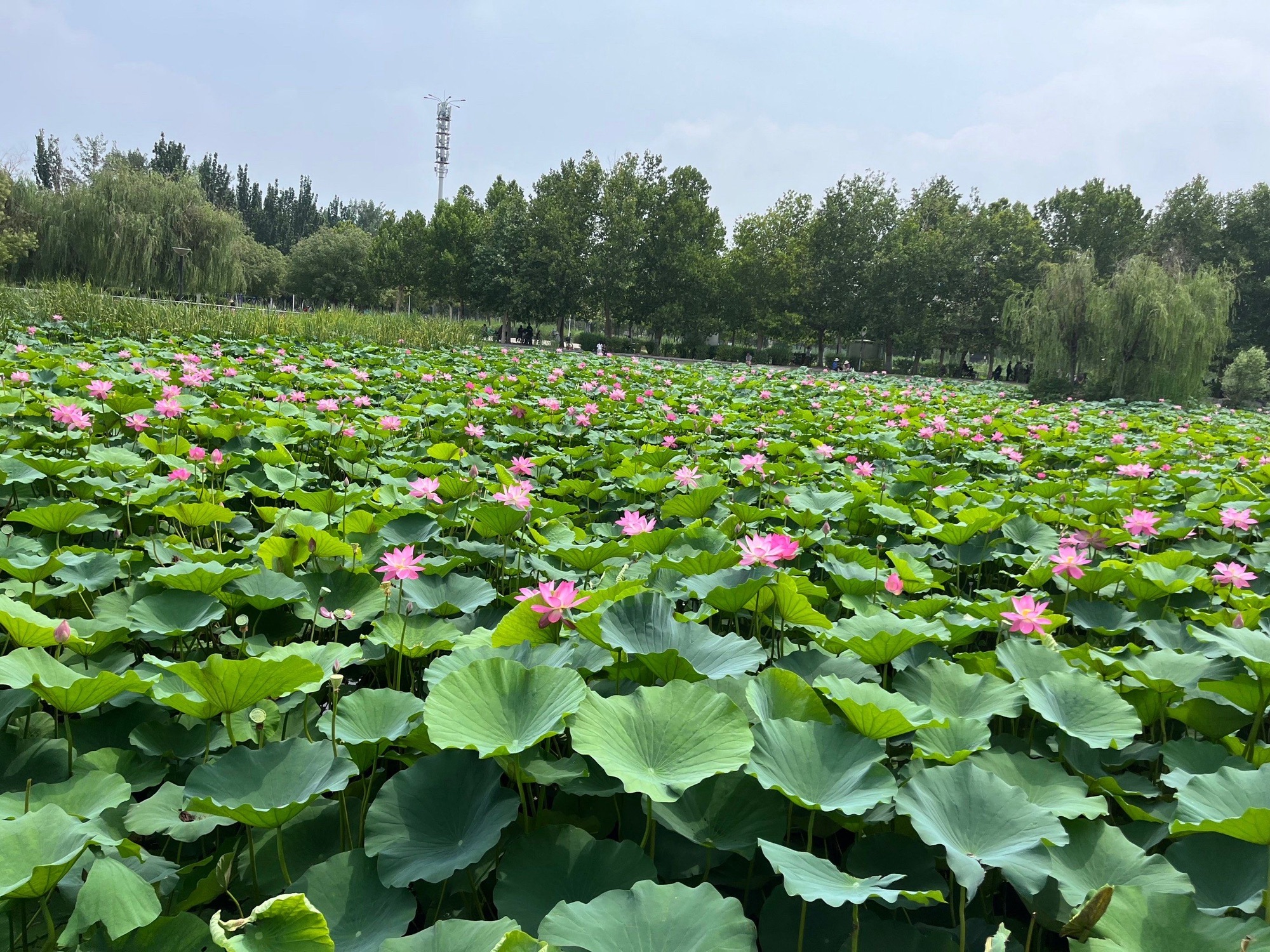 泰达西区湿地公园旅行图片 3