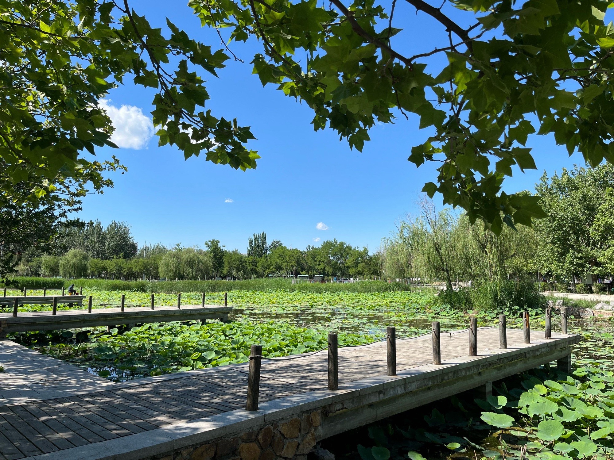 泰达西区湿地公园旅行图片 1