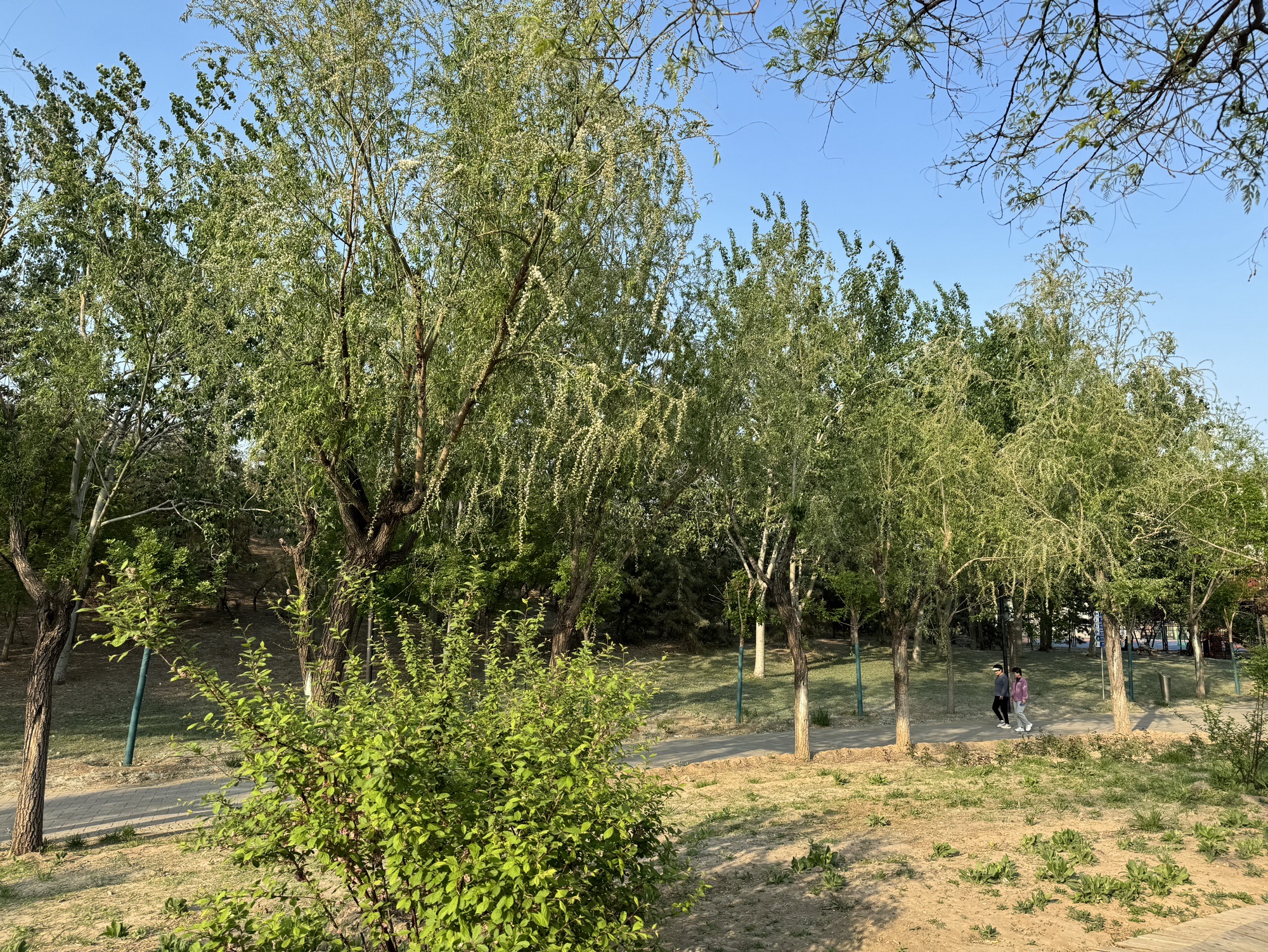 桥园公园旅行图片 3