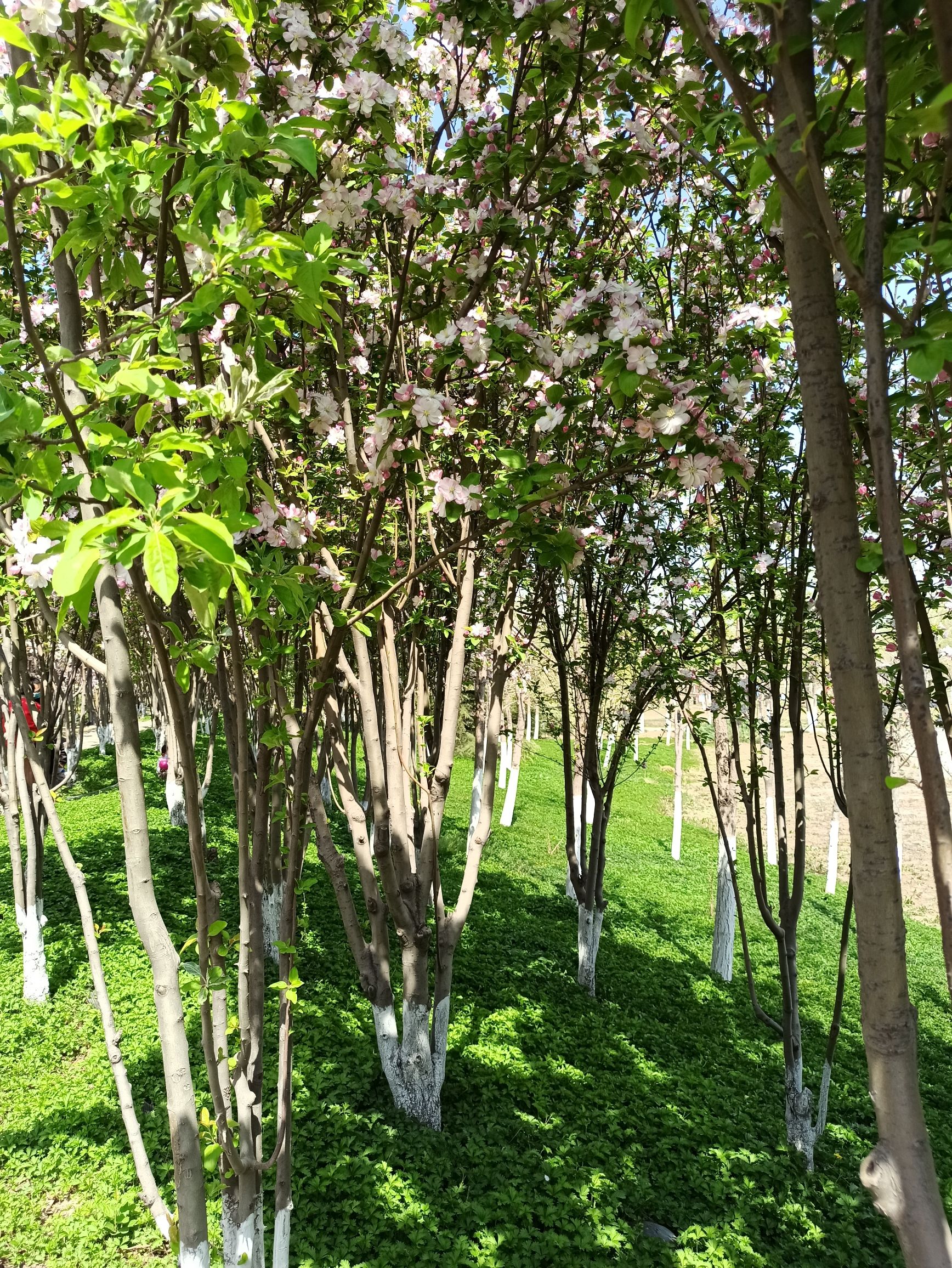 桥园公园旅行图片 1