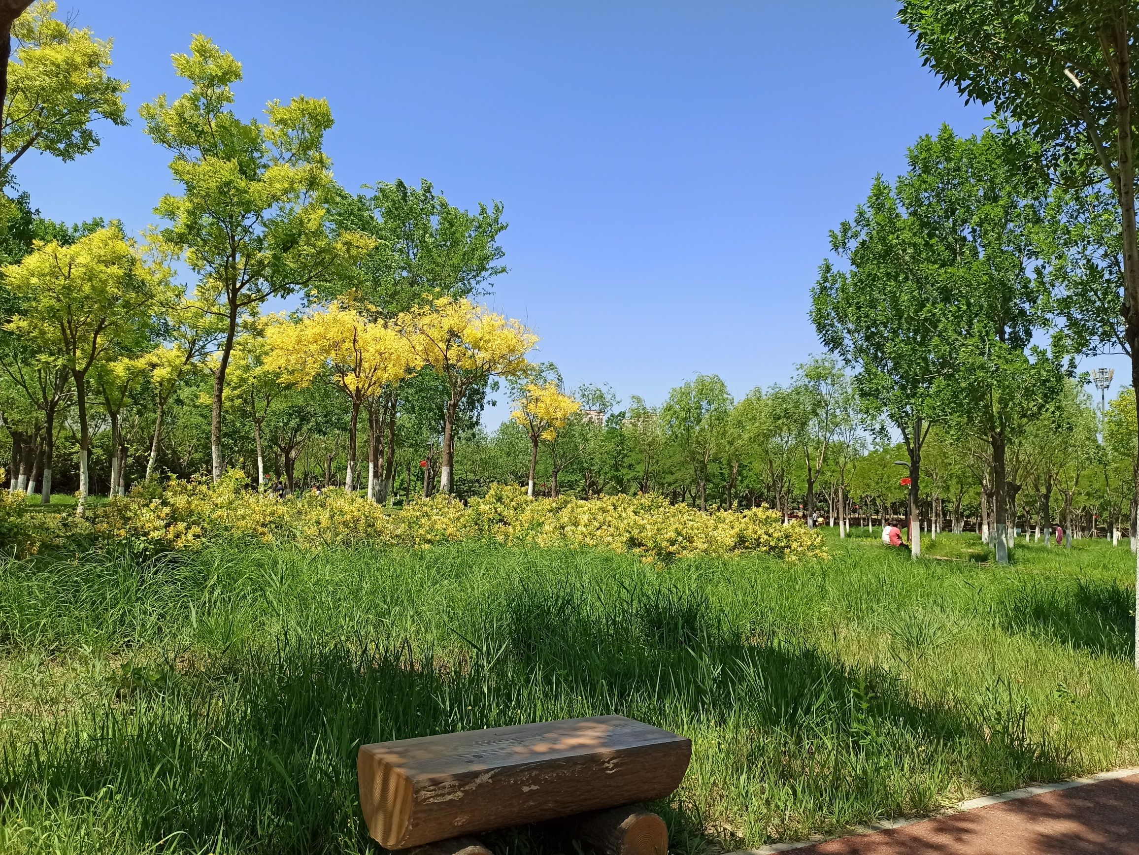 桥园公园旅行图片 2