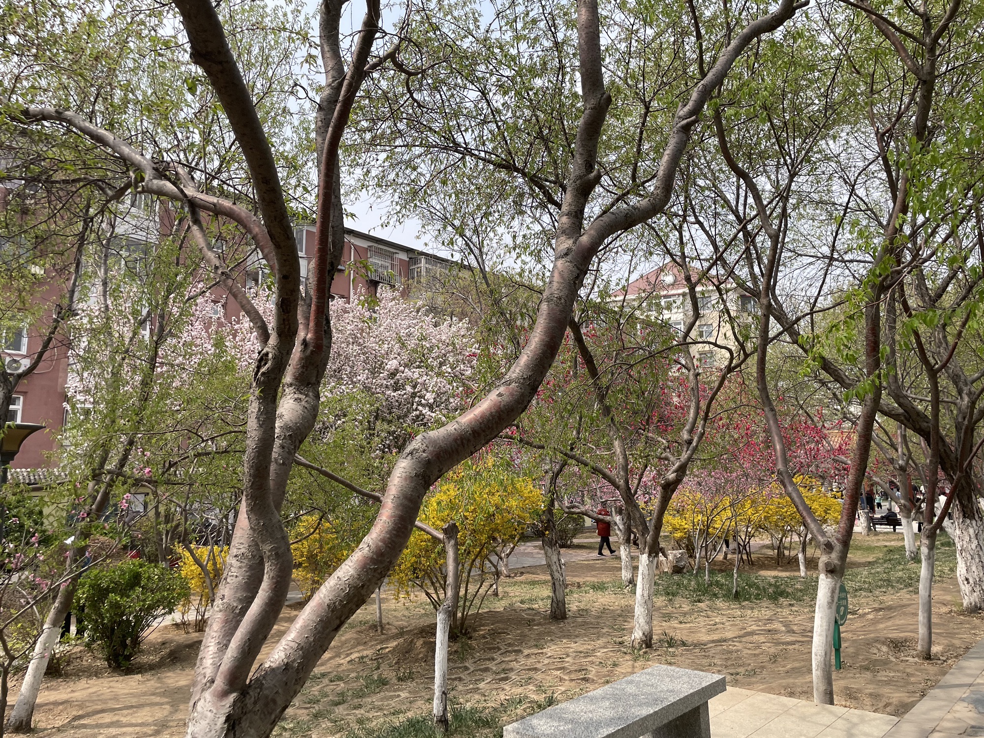 北洋园旅行图片 3