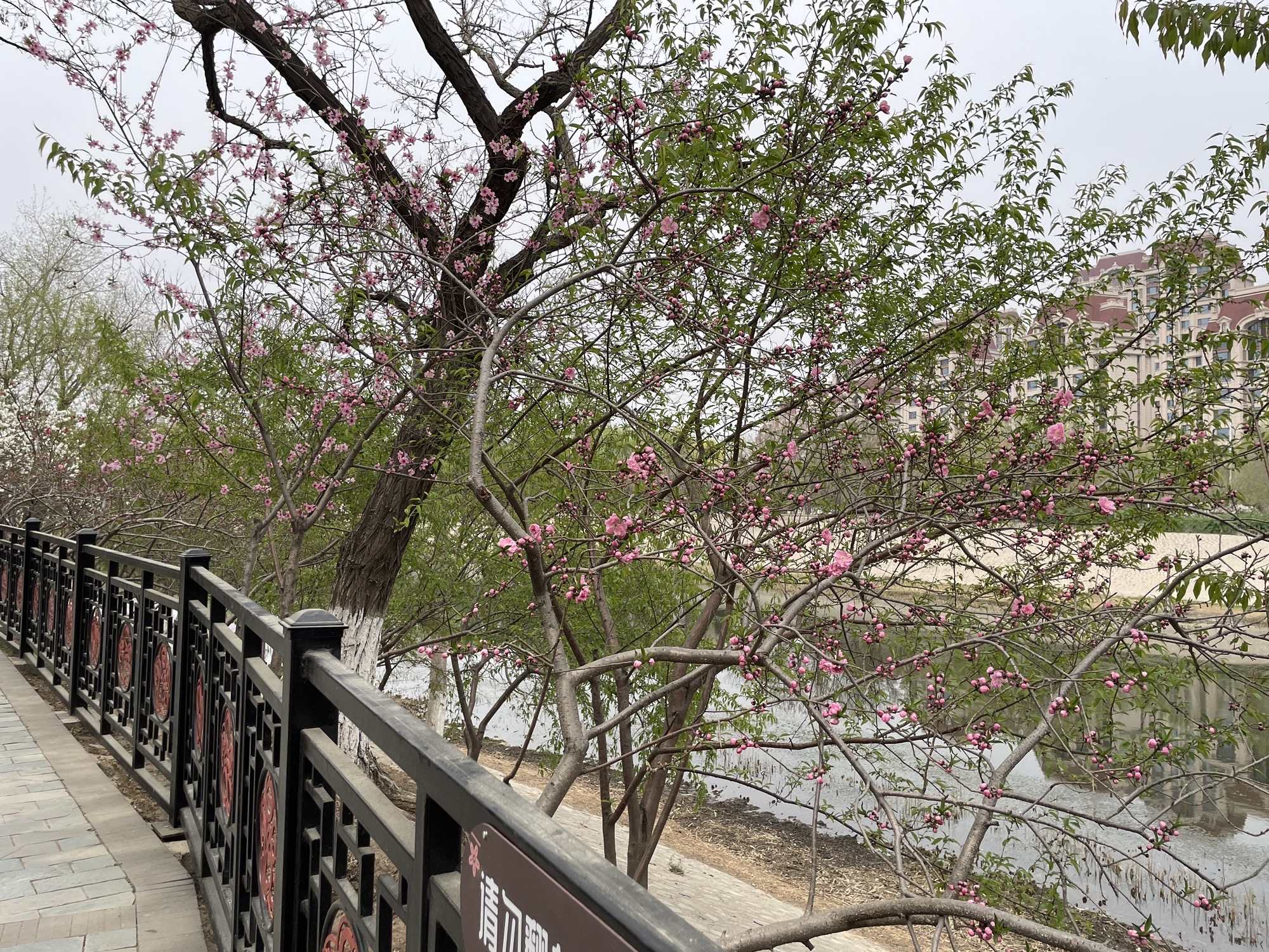 北洋园旅行图片