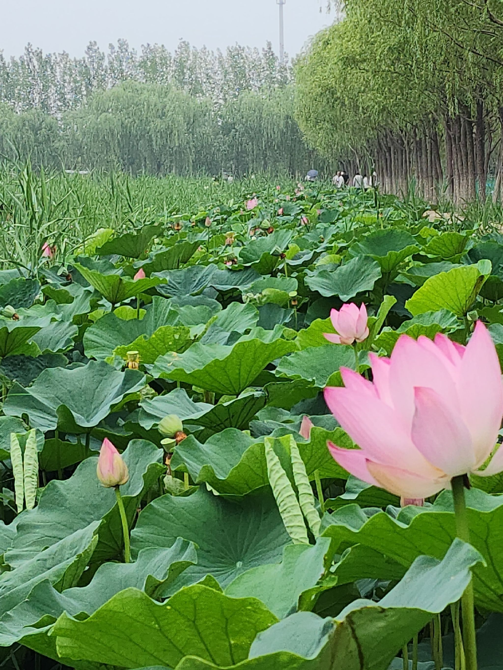 西青郊野公园旅行图片 1